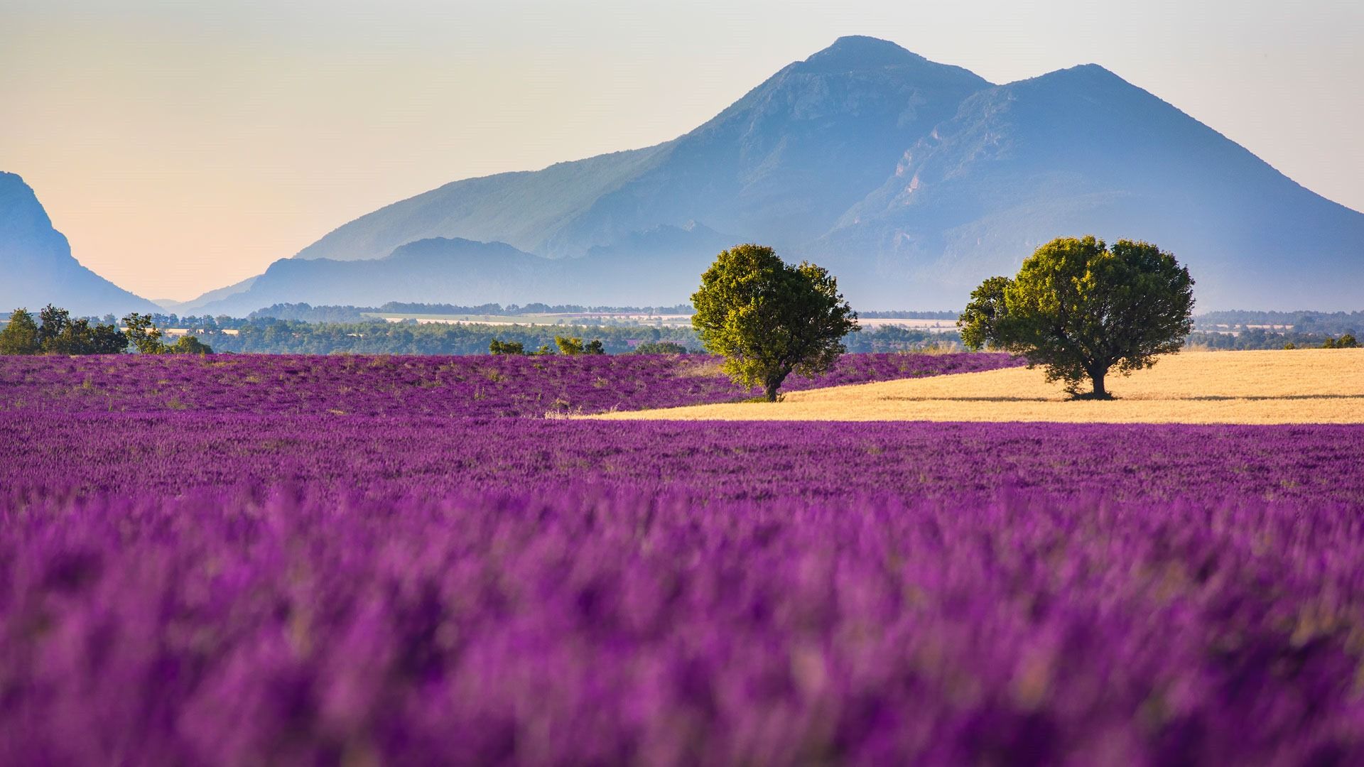 Lavendelfeld, Provence, Frankreich, Bäume, Berg, Lila, Full HD, Desktop-Hintergrund für Windows