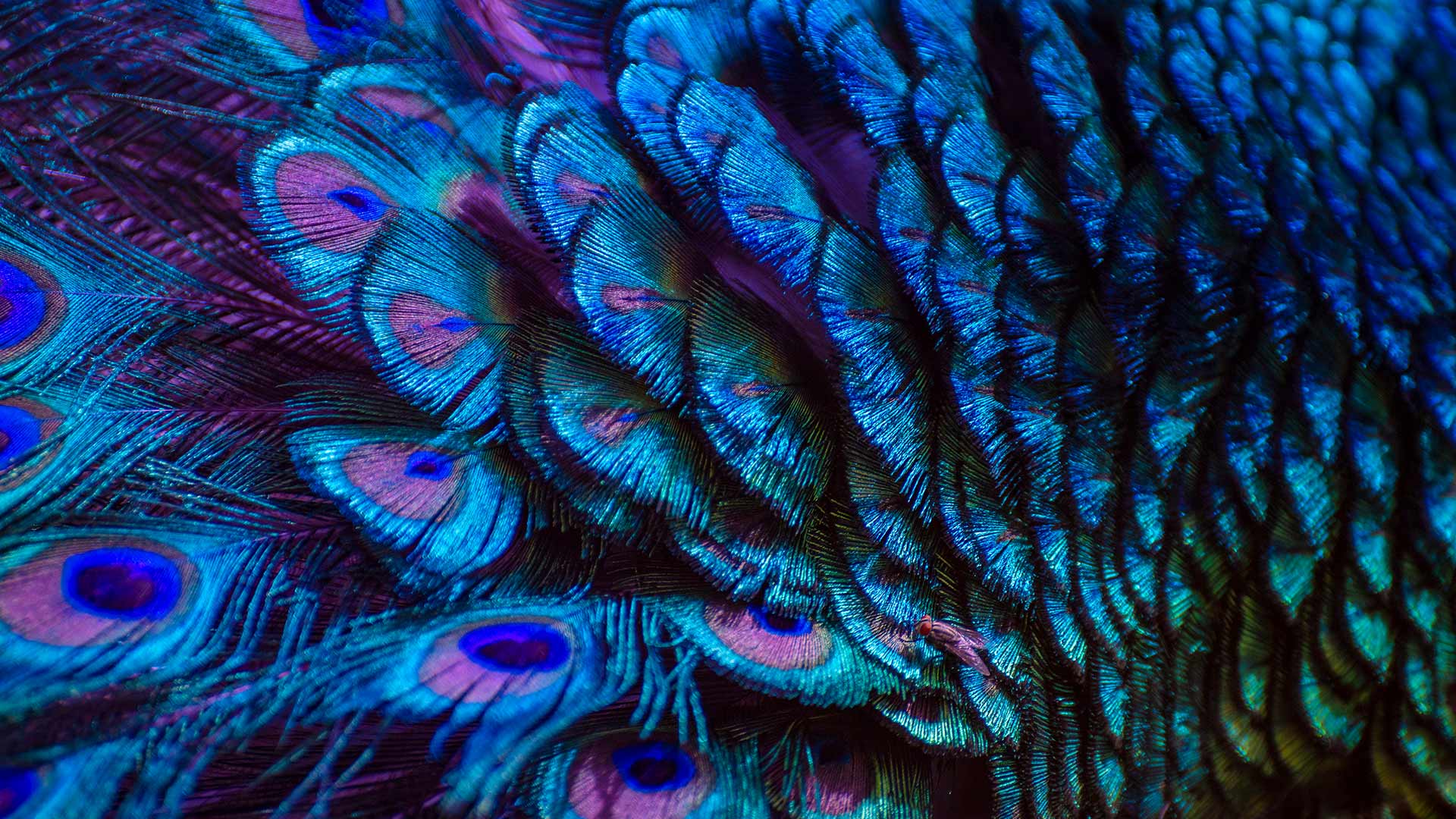 Pfauenfedern, Pfau, Federn, Schillernd, Nahaufnahme, Türkis, 1920x1080, PC-Hintergrundbild