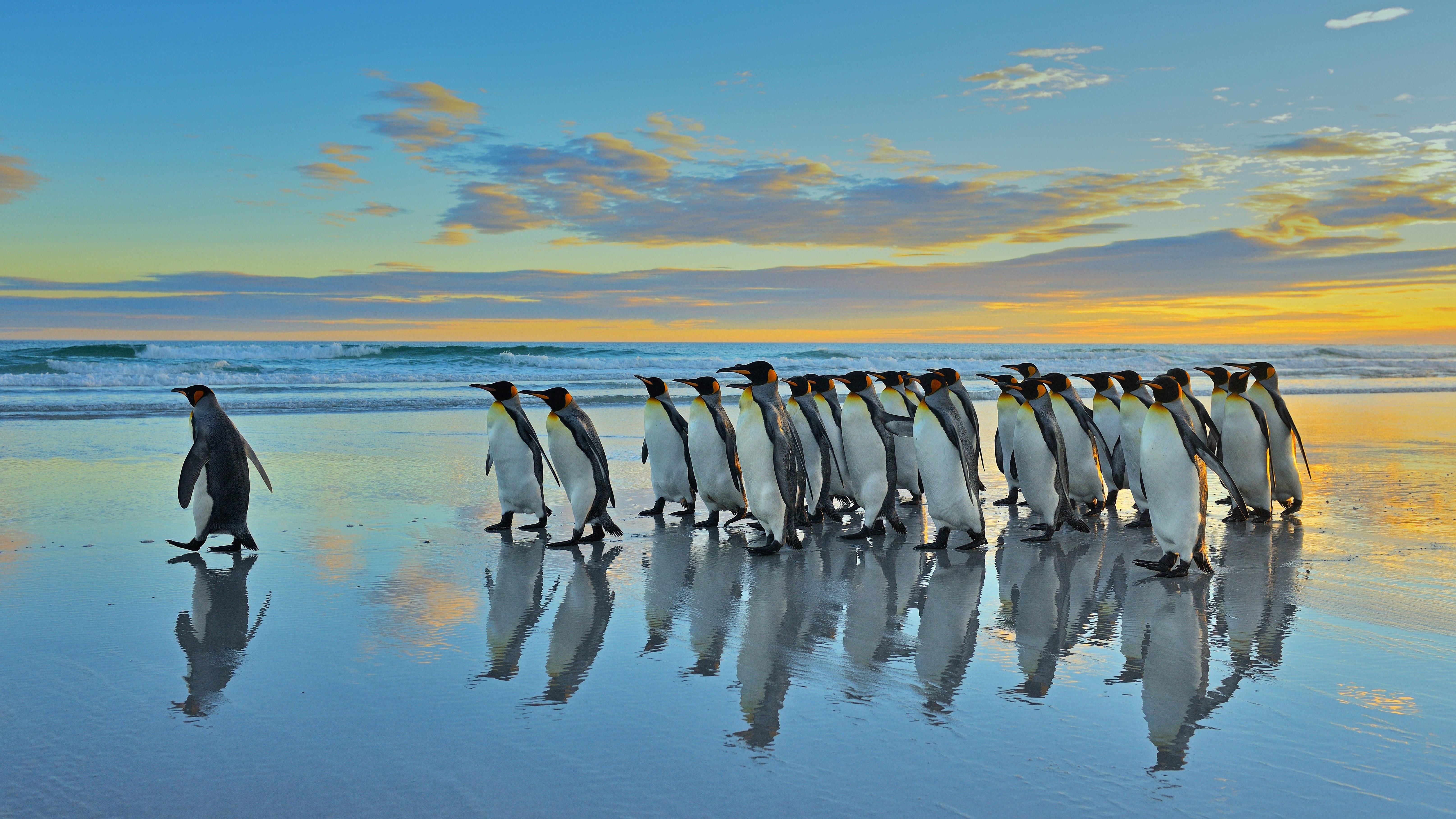 Königspinguine, Pinguine, Strand, Spiegelung, Sonnenuntergang, Tiere, 6K, Desktop-Hintergrund