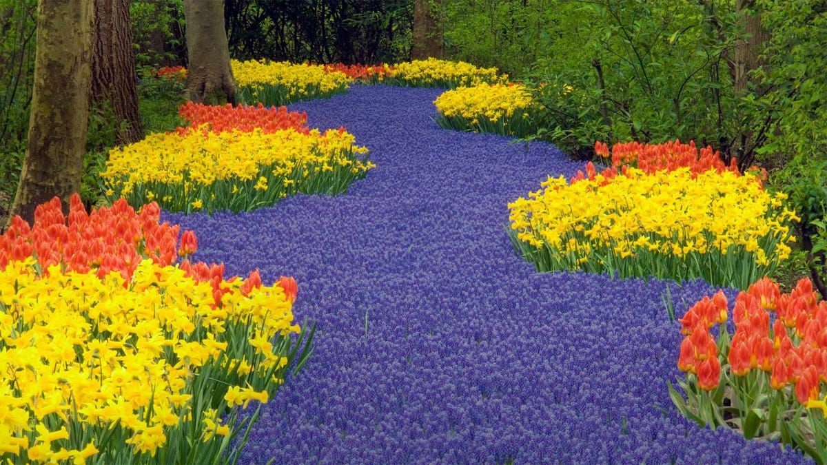 Keukenhof, Niederlande, Tulpen, Traubenhyazinthen, Narzissen, Frühling, Hintergrundbild