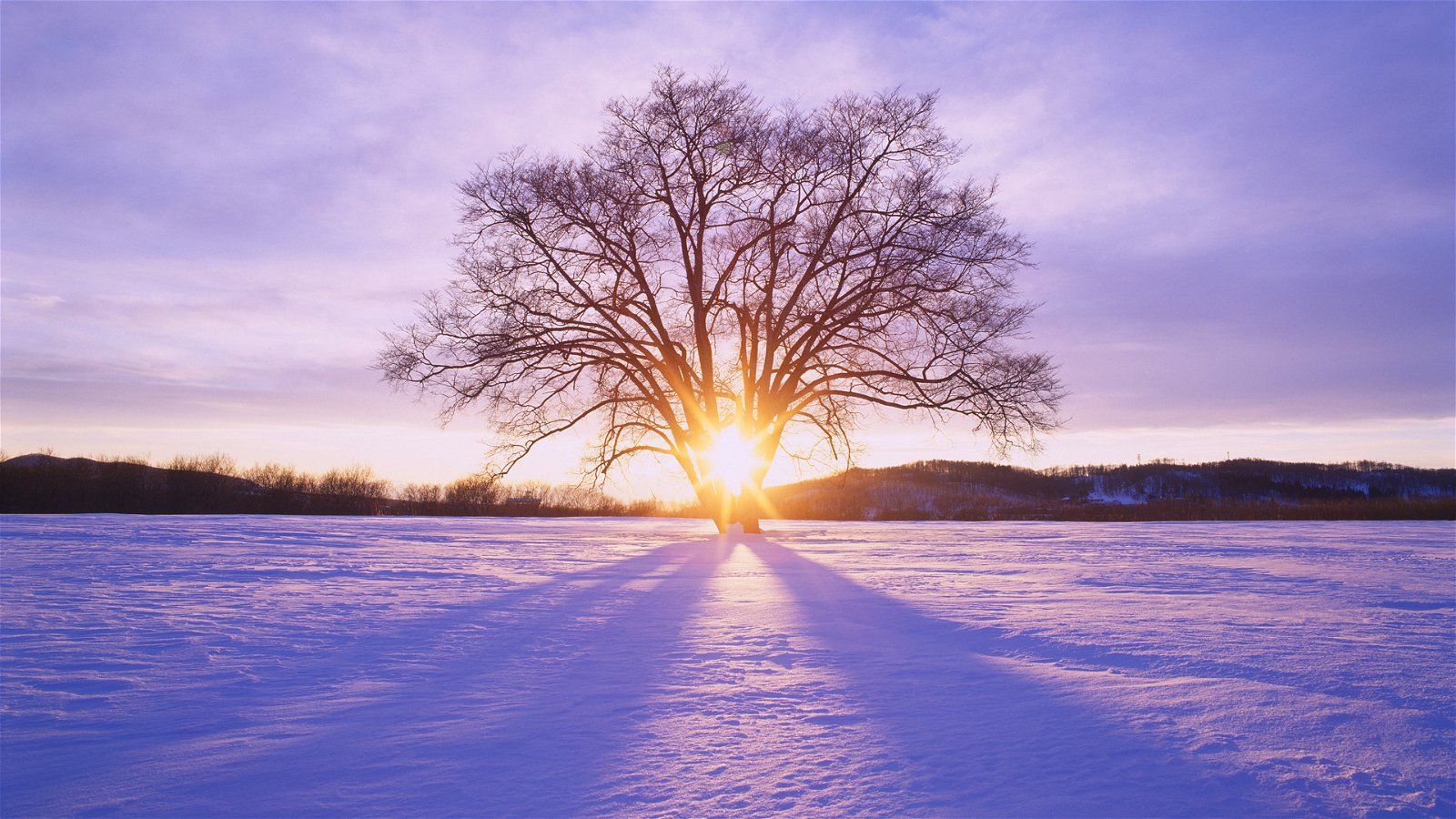 Einsamer Baum, Schneefeld, Sonnenuntergang, Winter, Lila Himmel, HD, Desktop-Hintergrund