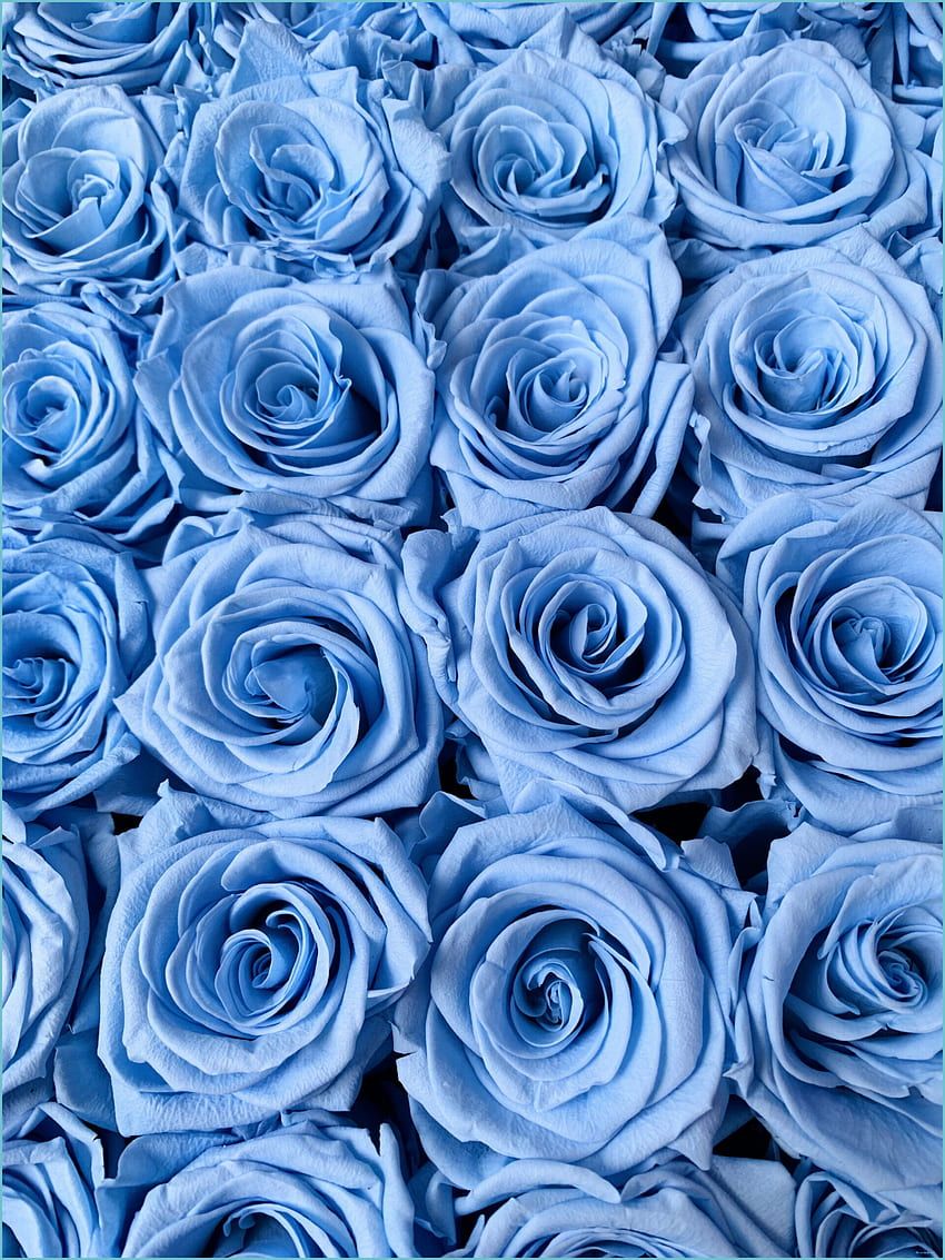 Blaue Rosen, Rosen, Blumenmeer, Muster, Hochformat, HD, iPad-Hintergrundbild
