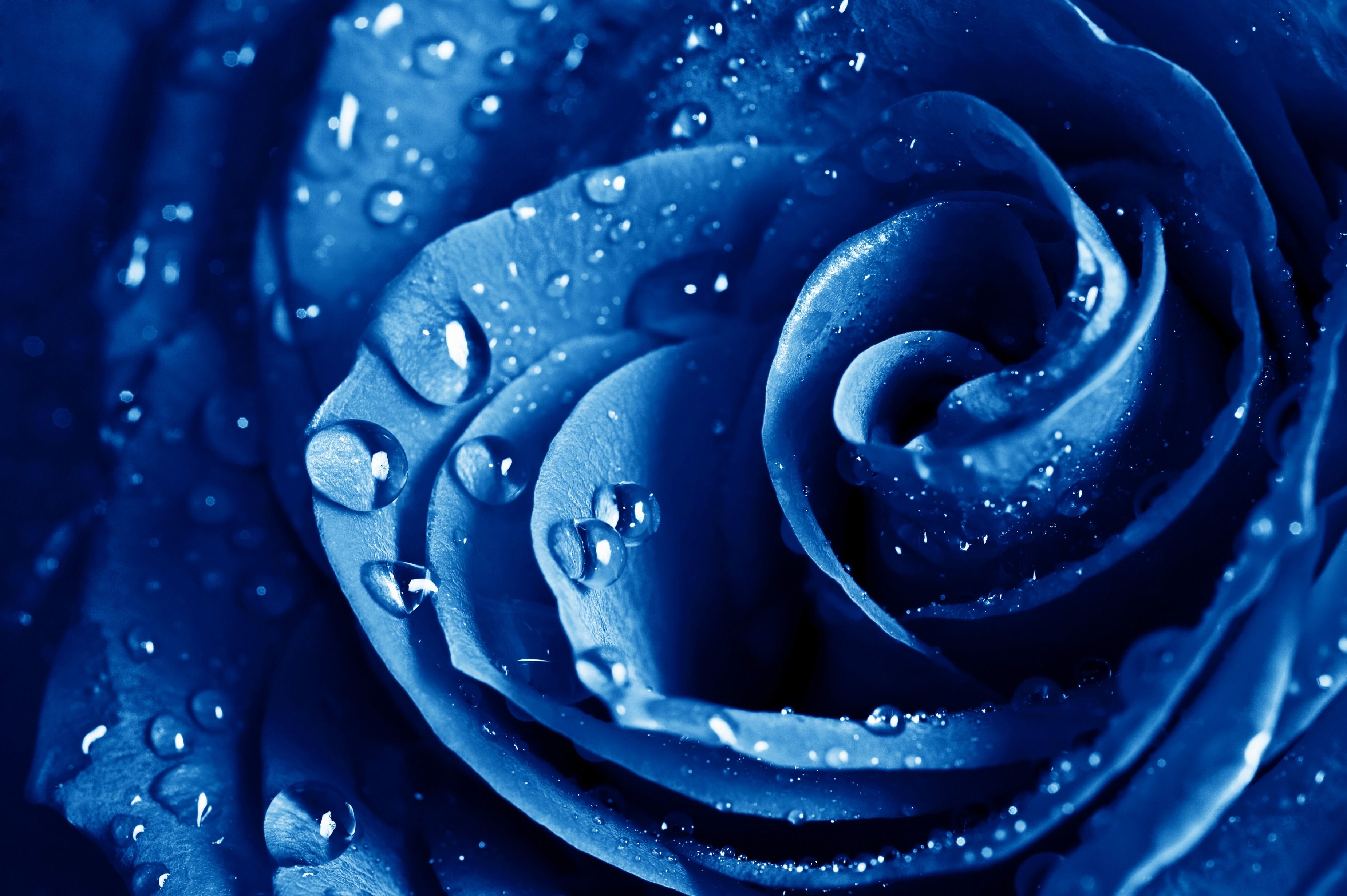Blaue Rose, Wassertropfen, Blütenblätter, Nahaufnahme, Makro, 2K, Desktop-Hintergrund