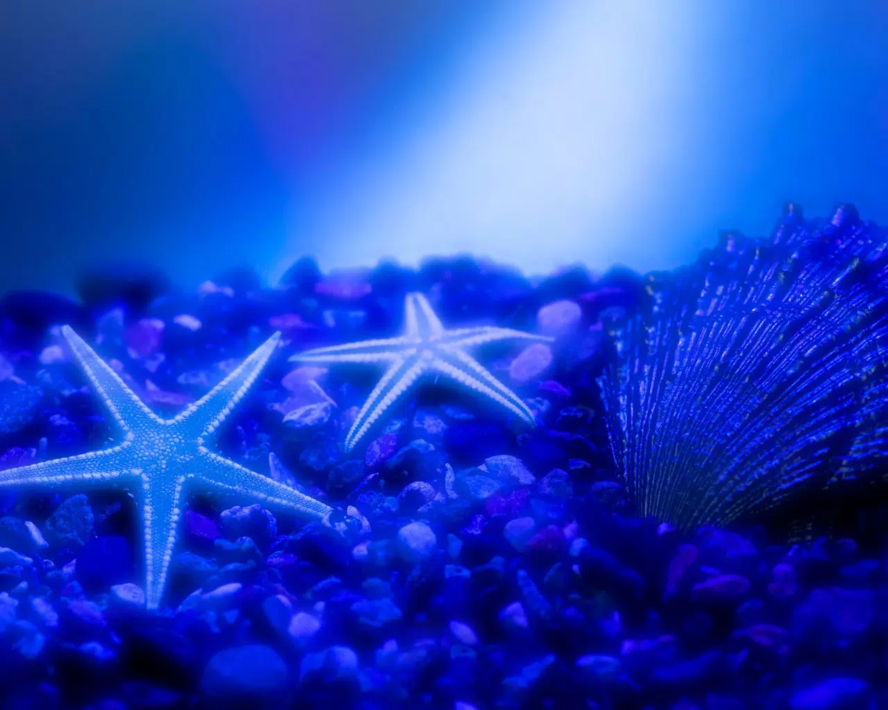 Seesterne, Muschel, Kieselsteine, Unterwasser, Blaues Licht, HD, Desktop-Hintergrund