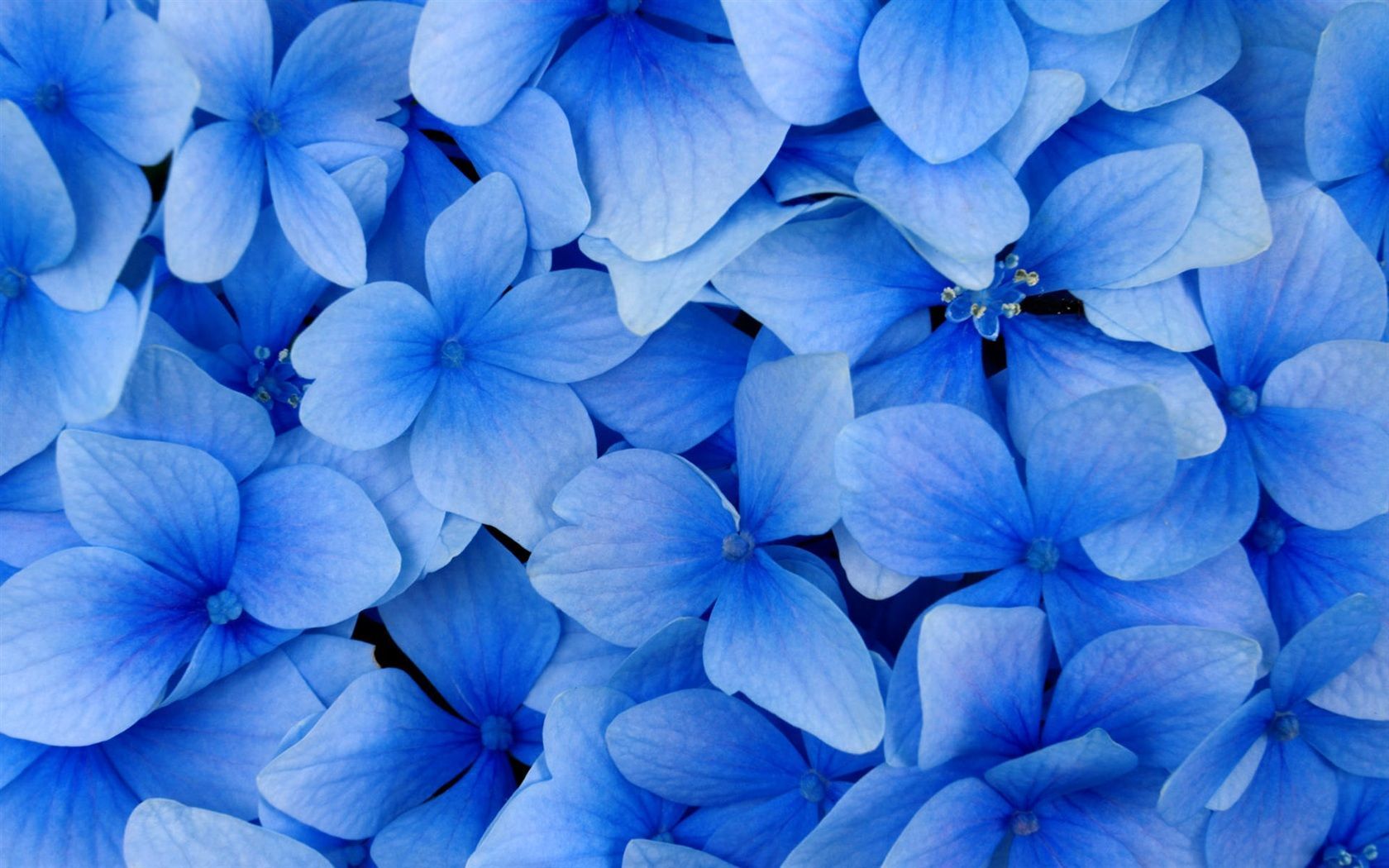 Hortensien, Blüten, Blumen, Nahaufnahme, Hellblau, HD, Hintergrund für den Desktop