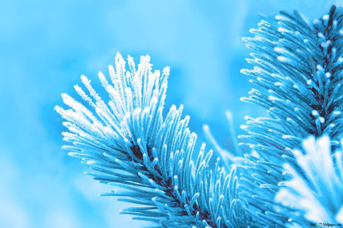 Tannenzweige, Raureif, Frost, Winter, Hellblau, HD, Desktop-Hintergrund für Windows