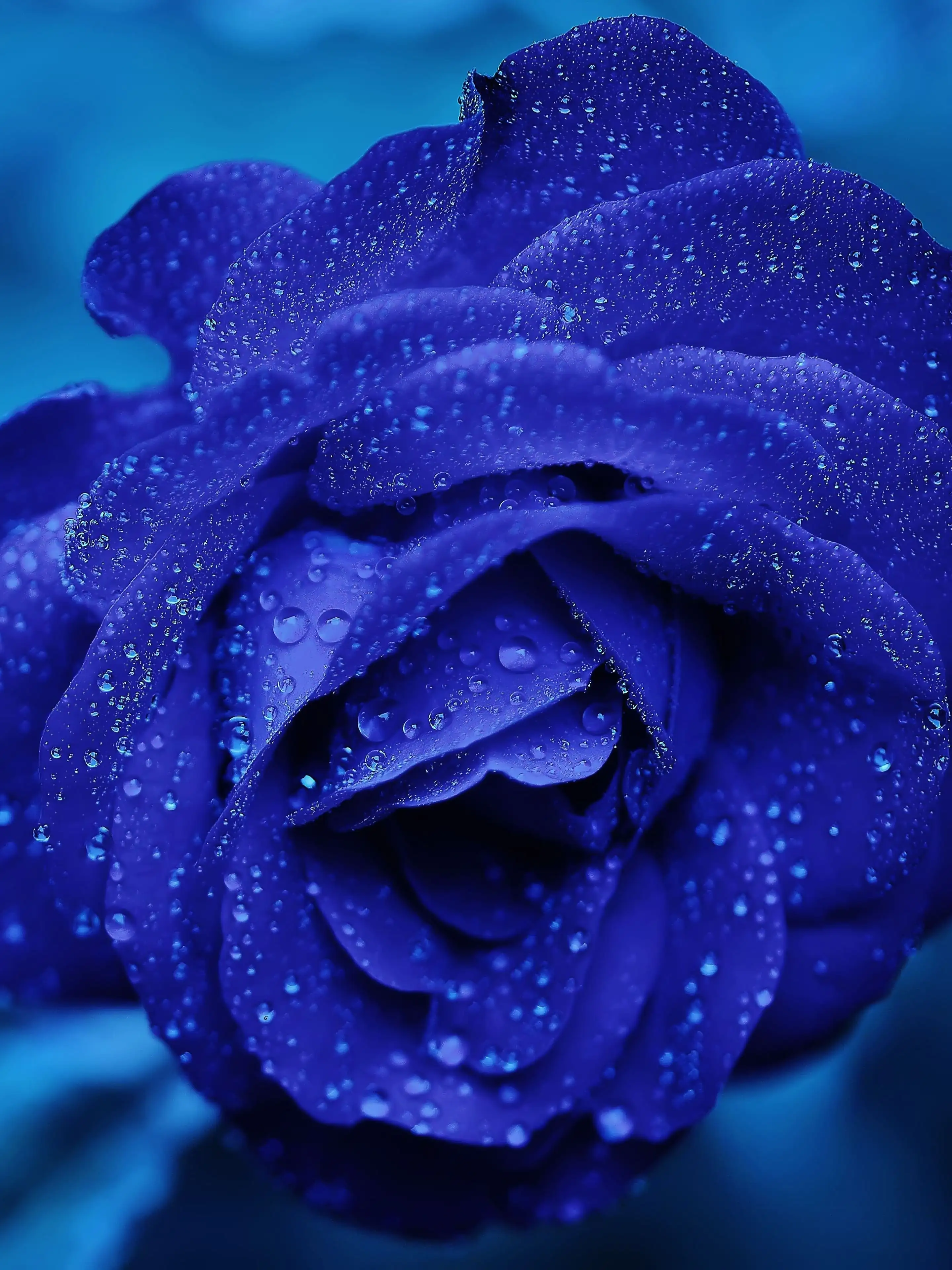 Blaue Rose, Tautropfen, Glitzer, Blume, Dunkelblau, QHD+, Hintergrundbild fürs Tablet