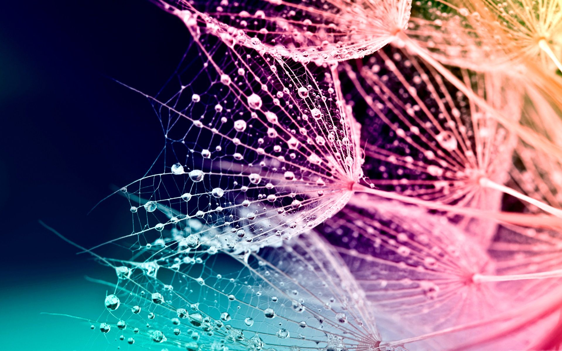 Pusteblume, Wassertropfen, Makro, Pink, Türkis, 16:10, Full-HD-Hintergrundbild für den Desktop