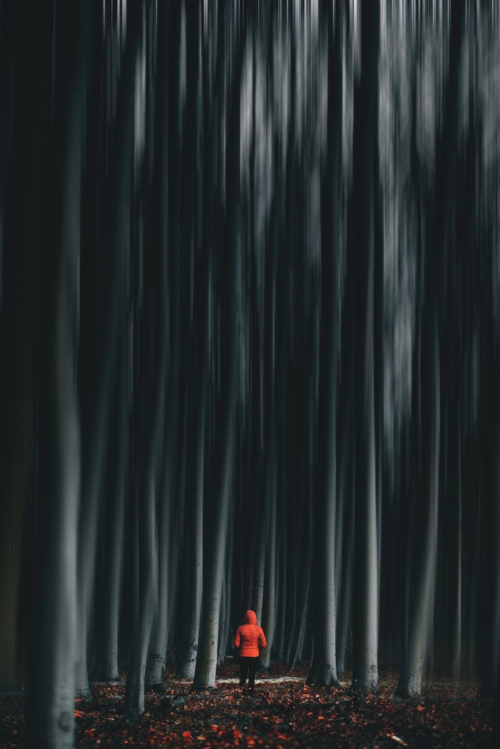 Dunkler Wald, Rote Gestalt, Bäume, Unheimlich, Nacht, HD, Hintergrundbild fürs Tablet