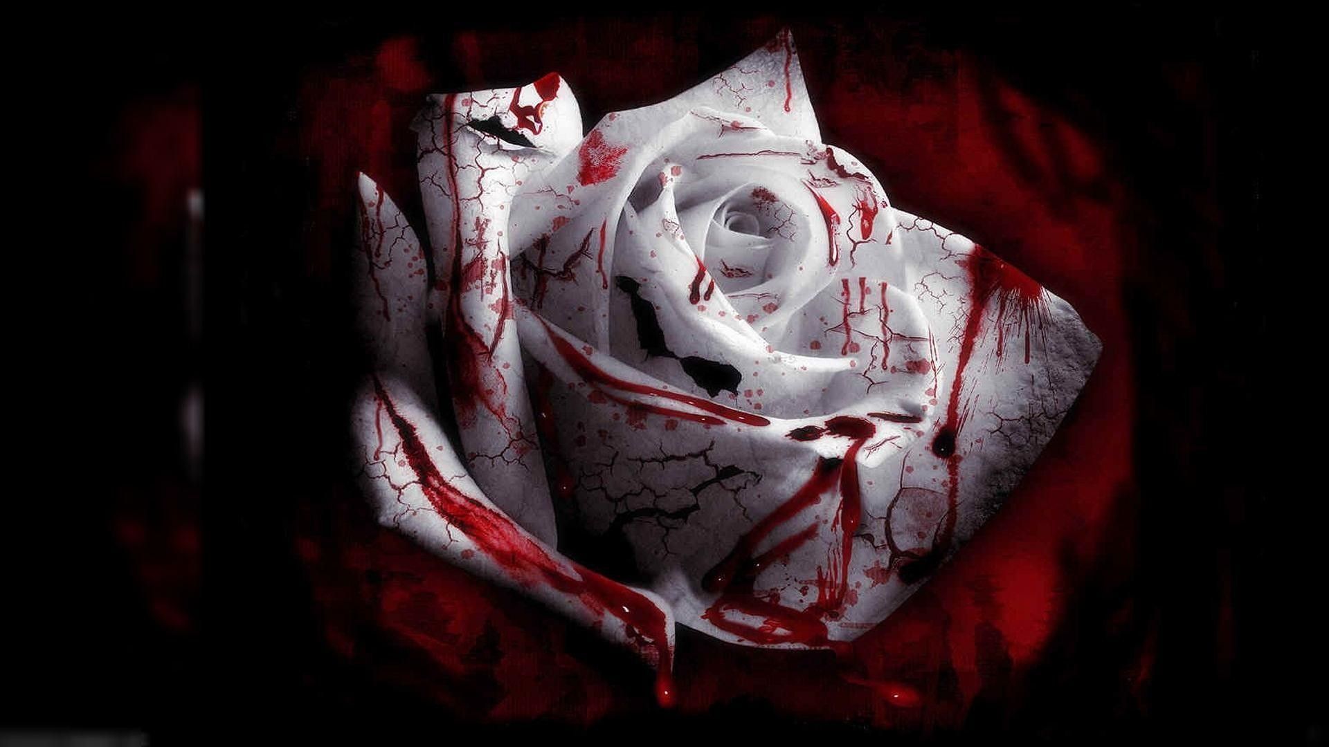 Blutige Rose, Weiße Rose, Blut, Rot-Schwarz, Nahaufnahme, Full HD, Desktop-Hintergrund