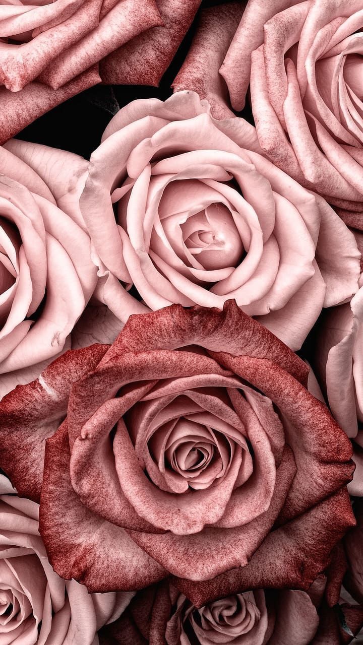 Rosen, Altrosa, Rosenblüten, Nahaufnahme, Vintage, HD, Sperrbildschirm fürs iPhone