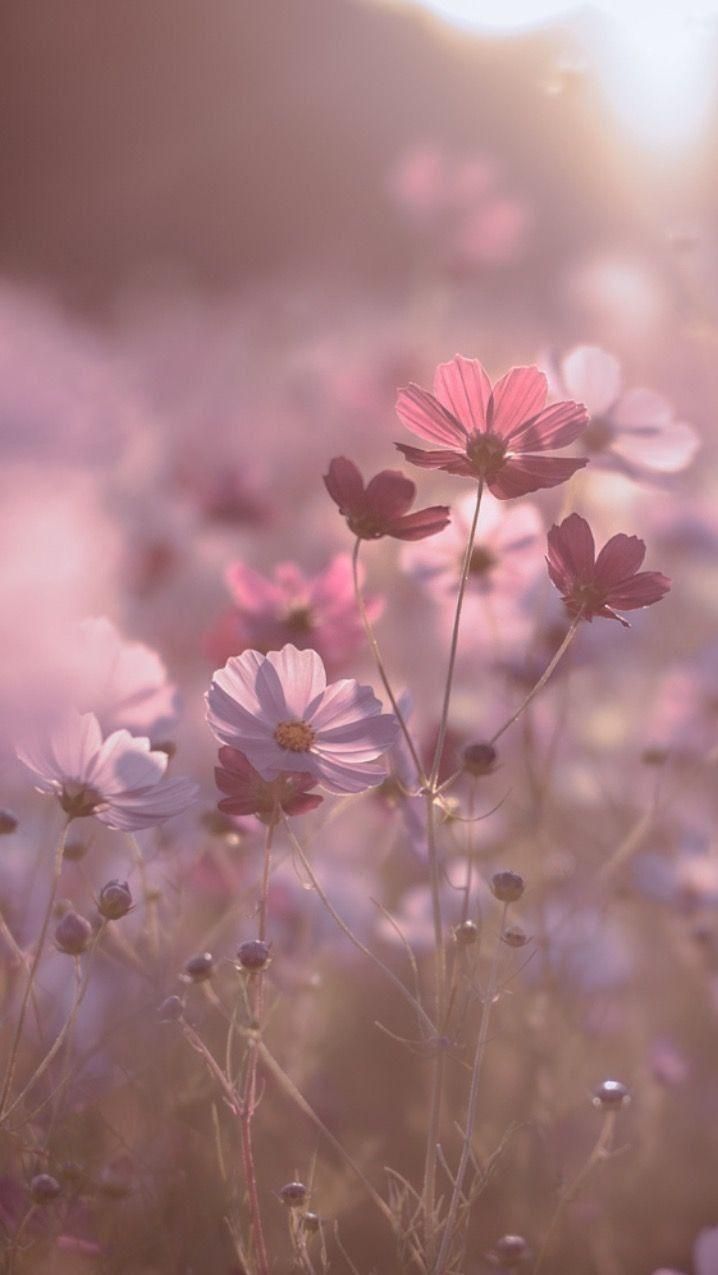 Kosmeen, Rosa Blüten, Wiese, Bokeh, Sanftes Licht, Hintergrundbild für iPhone und Android
