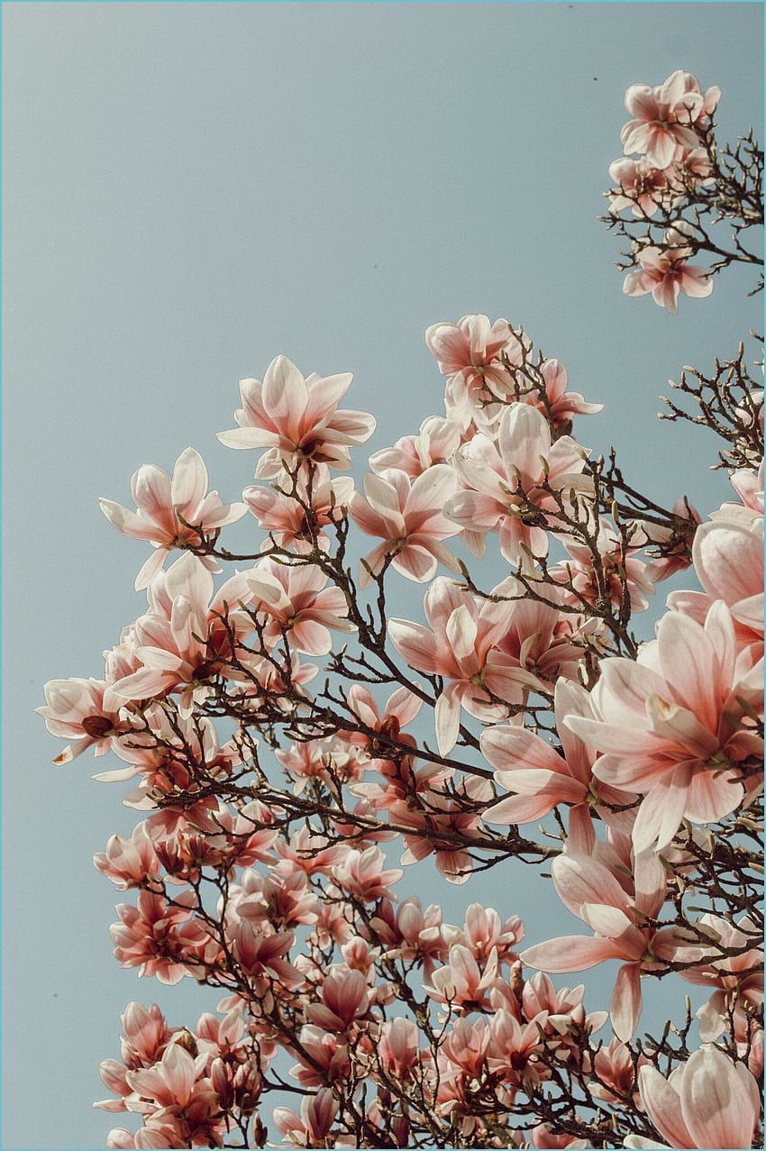 Magnolie, Blühende Zweige, Grauer Himmel, Rosa Blüten, Hintergrundbild für iPhone und Android