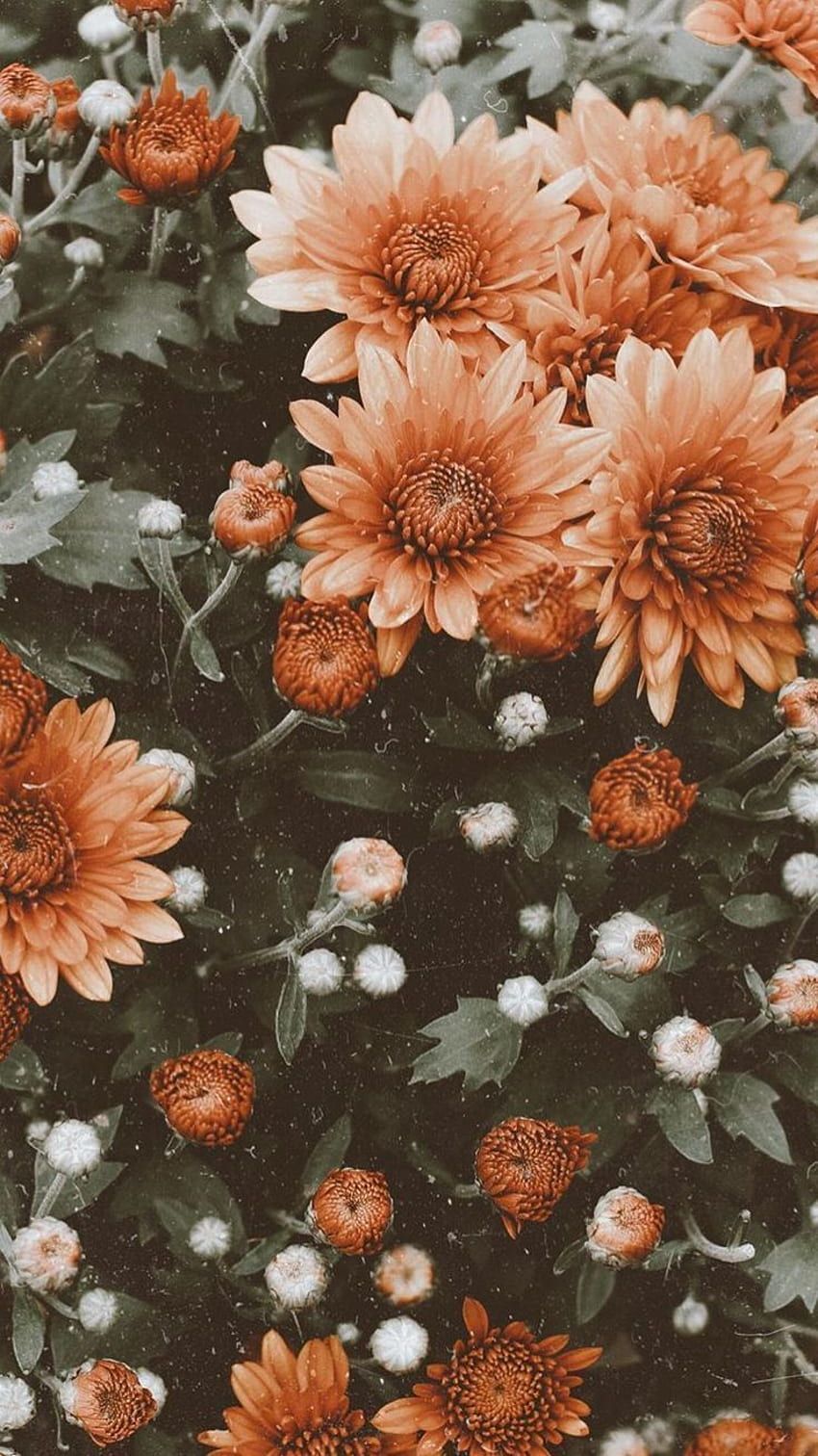 Chrysanthemen, Orange Blüten, Dunkle Blätter, Herbst, Blütenmeer, HD, Handy-Hintergrundbild