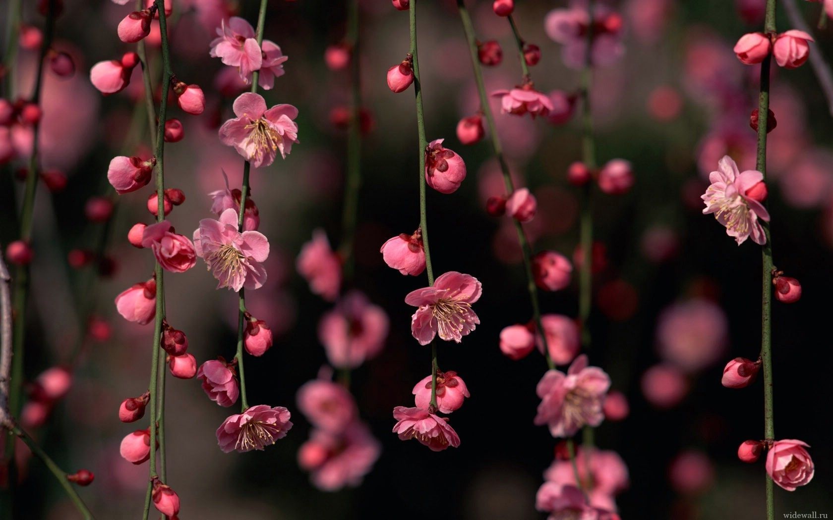 Pflaumenblüten, Rote Blüten, Hängende Zweige, Dunkler Hintergrund, Frühling, HD Wallpaper
