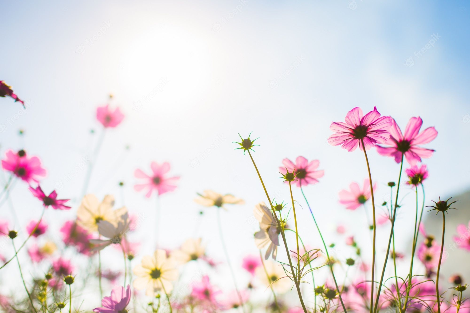 Kosmeen, Blumenwiese, Froschperspektive, Himmel, Sonnenschein, Pink, Full HD, PC-Hintergrundbild