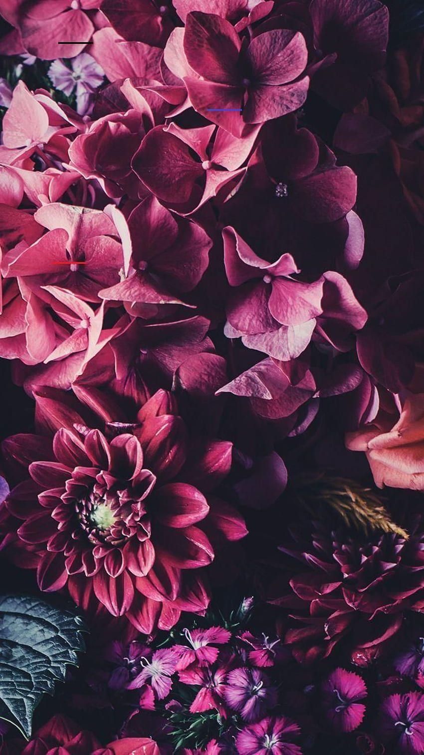 Hortensien, Dahlien, Pink und Violett, Dunkle Stimmung, Blütenmeer, HD, iPhone-Hintergrundbild