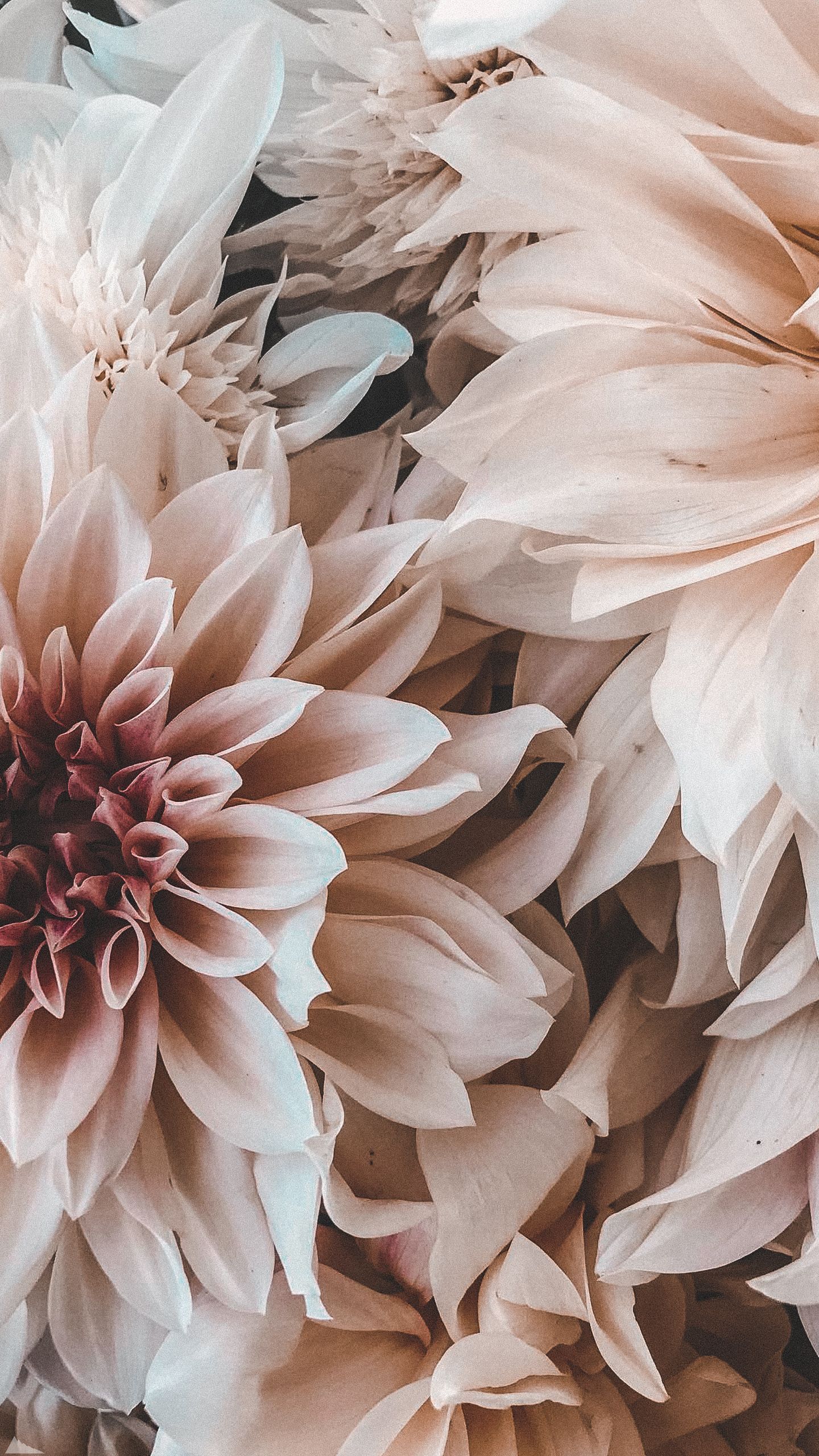 Dahlien, Café au Lait Dahlie, Pastell, Nahaufnahme, Blütenblätter, Android-Hintergrundbild