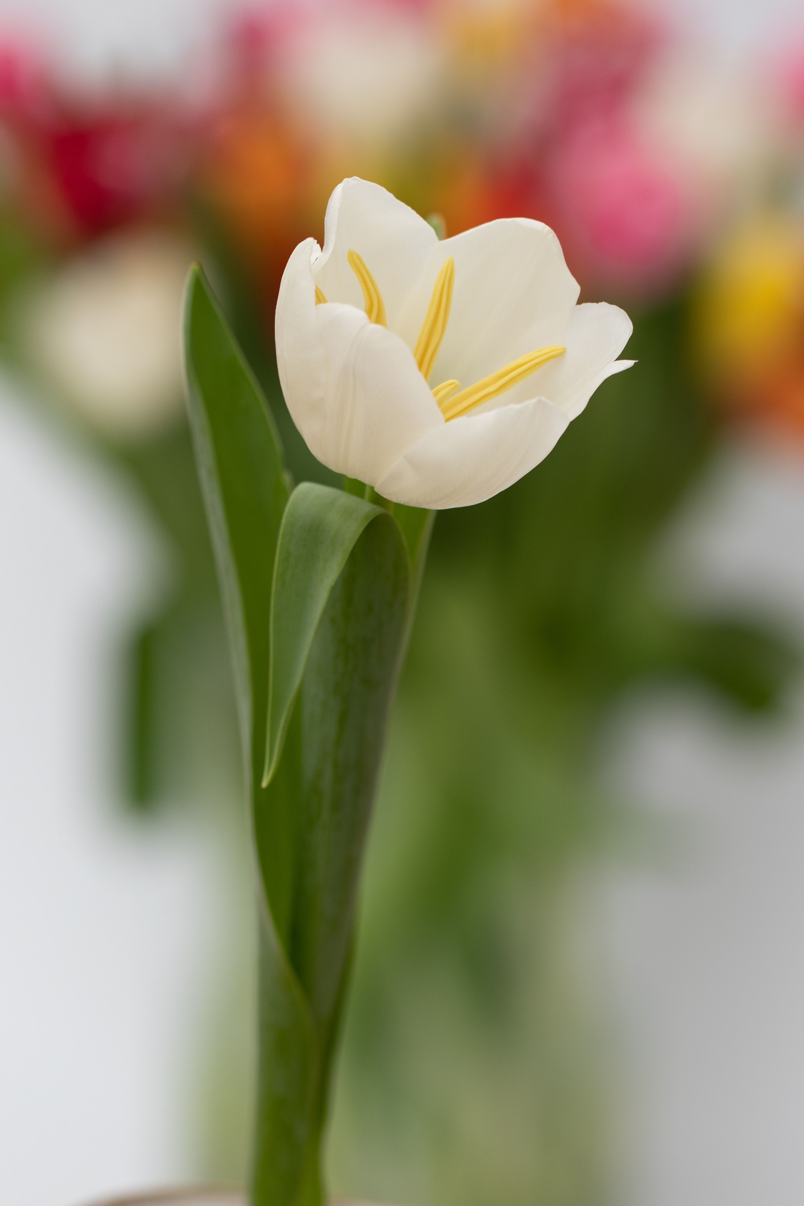 Tulpe, Weiße Tulpe, Vase, Bokeh, Frühling, Hintergrundbild für iPad und Tablet