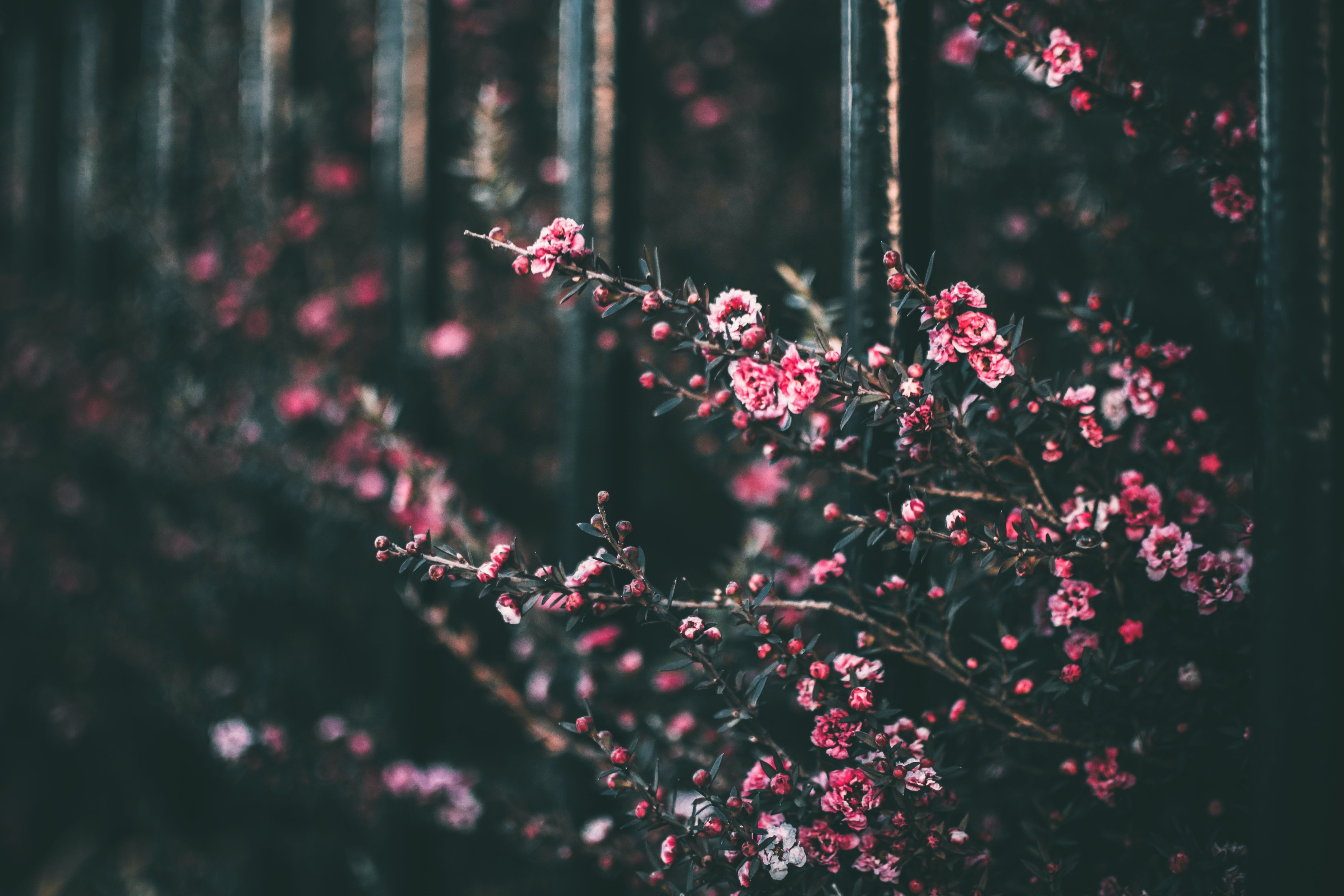 Pfirsichblüte, Rosa Blüten, Zweige, Dunkler Wald, Frühling, 6K, Desktop-Hintergrund