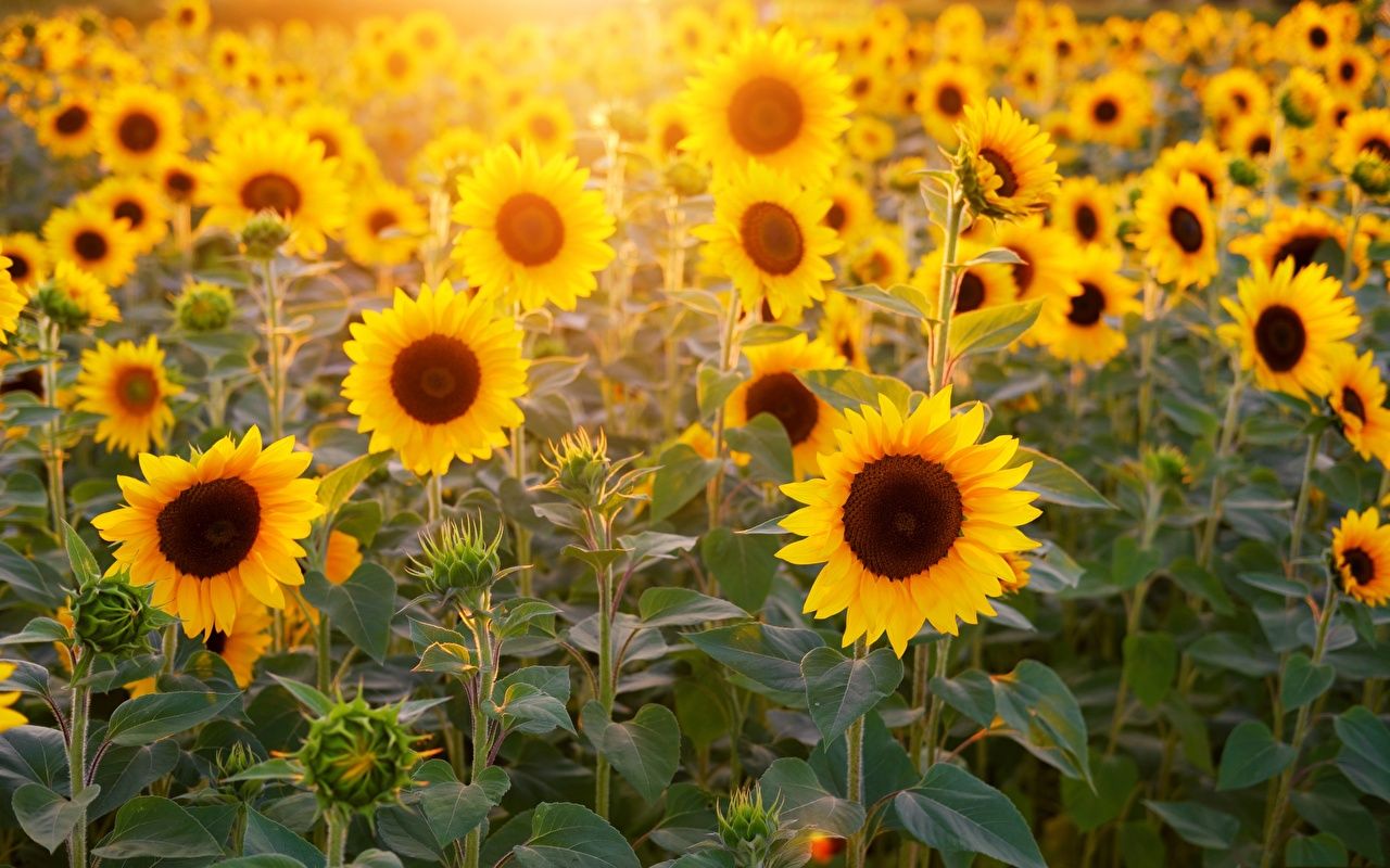 Sonnenblumen, Sonnenblumenfeld, Gegenlicht, Sommer, Gelb, HD, Breitbild-Hintergrundbild