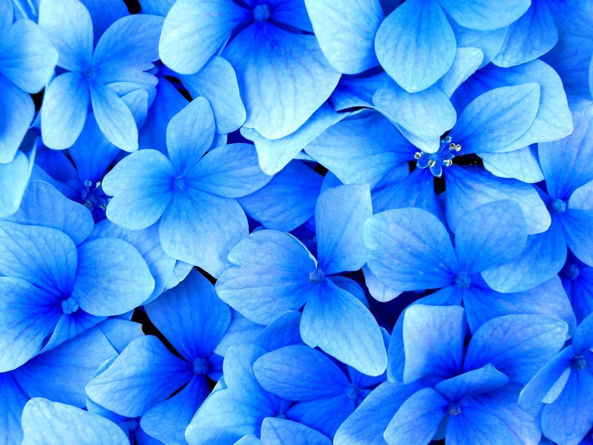 Hortensie, Blaue Blüten, Nahaufnahme, Blütenblätter, Blau, Hintergrundbild fürs Tablet
