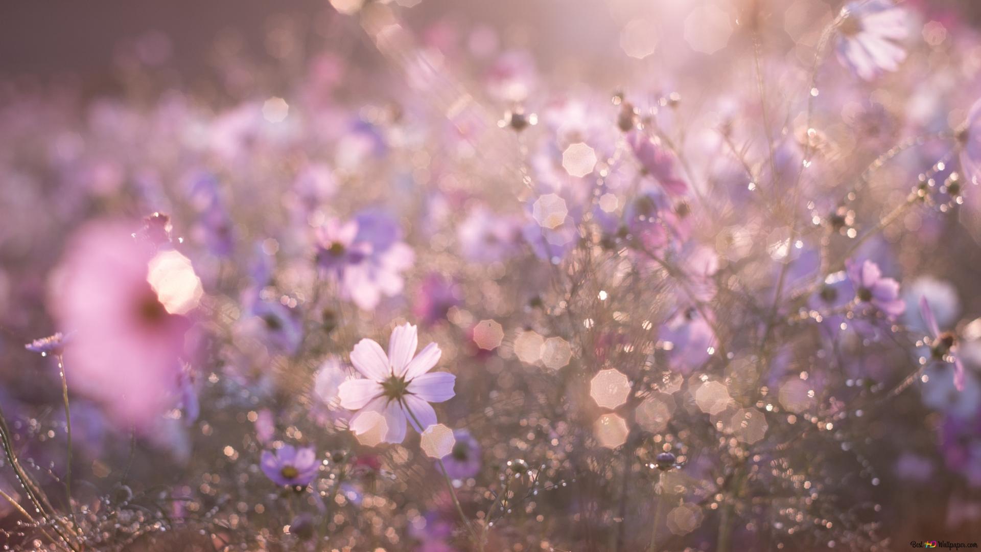 Wildblumen, Lila Blüten, Bokeh, Wiese, Verträumt, Full HD 1080p, Desktop-Hintergrundbild