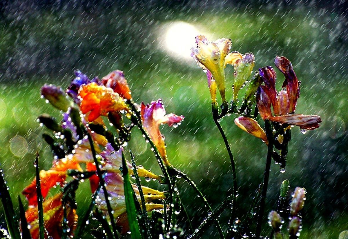 Freesien, Regen, Wassertropfen, Bunte Blüten, Gras, Hintergrundbild