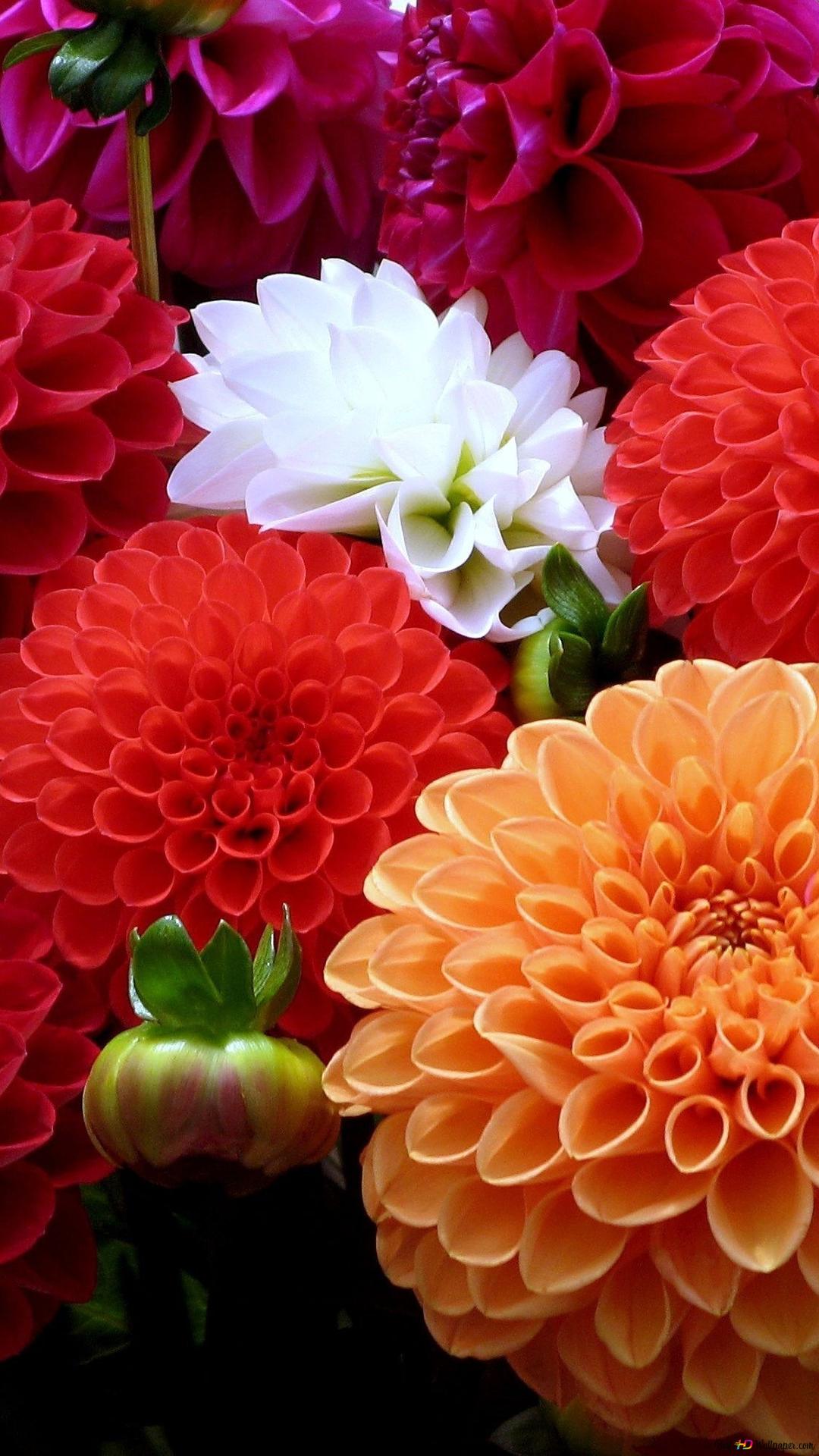 Dahlien, Rote Dahlie, Orange Dahlie, Leuchtende Farben, Blumenstrauß, 1080x1920, Handy-Hintergrund