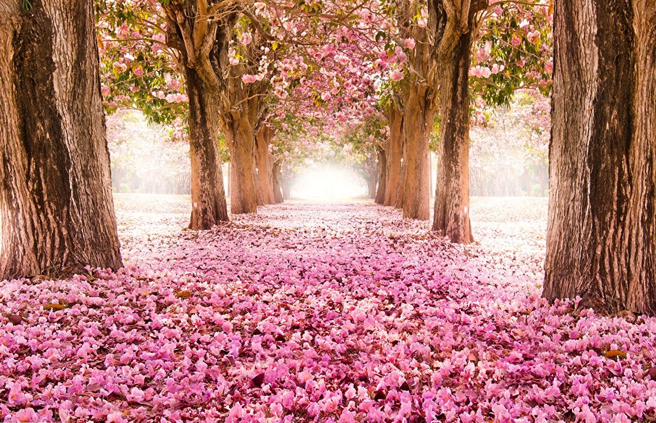 Kirschblüten, Allee, Bäume, Rosa Teppich, Frühling, Fantasie, HD, Laptop-Hintergrundbild
