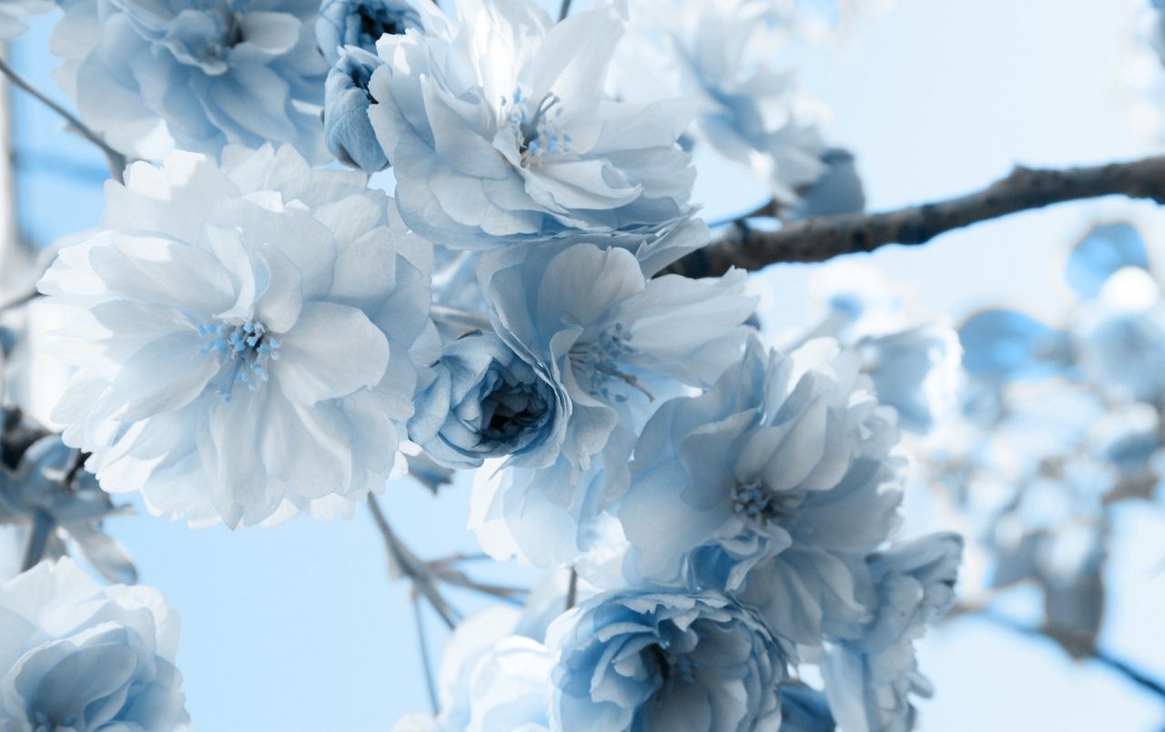 Kirschblüten, Blau getönt, Zweig, Himmel, Kühle Farben, 16:10, HD-Hintergrundbild für den Desktop