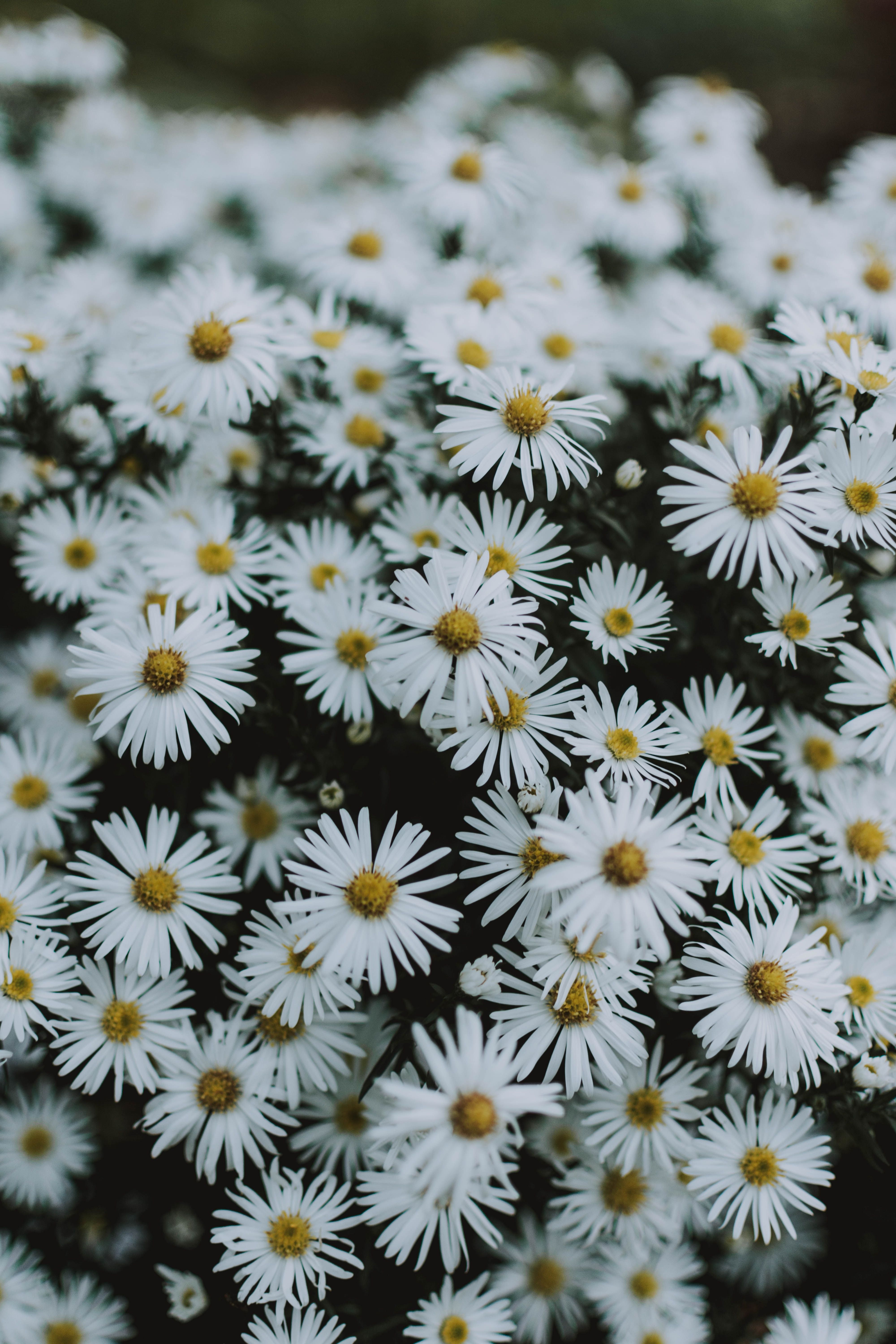 Kamille, Weiße Blüten, Blütenmeer, Draufsicht, Sommer, QHD+, Hintergrundbild fürs Handy