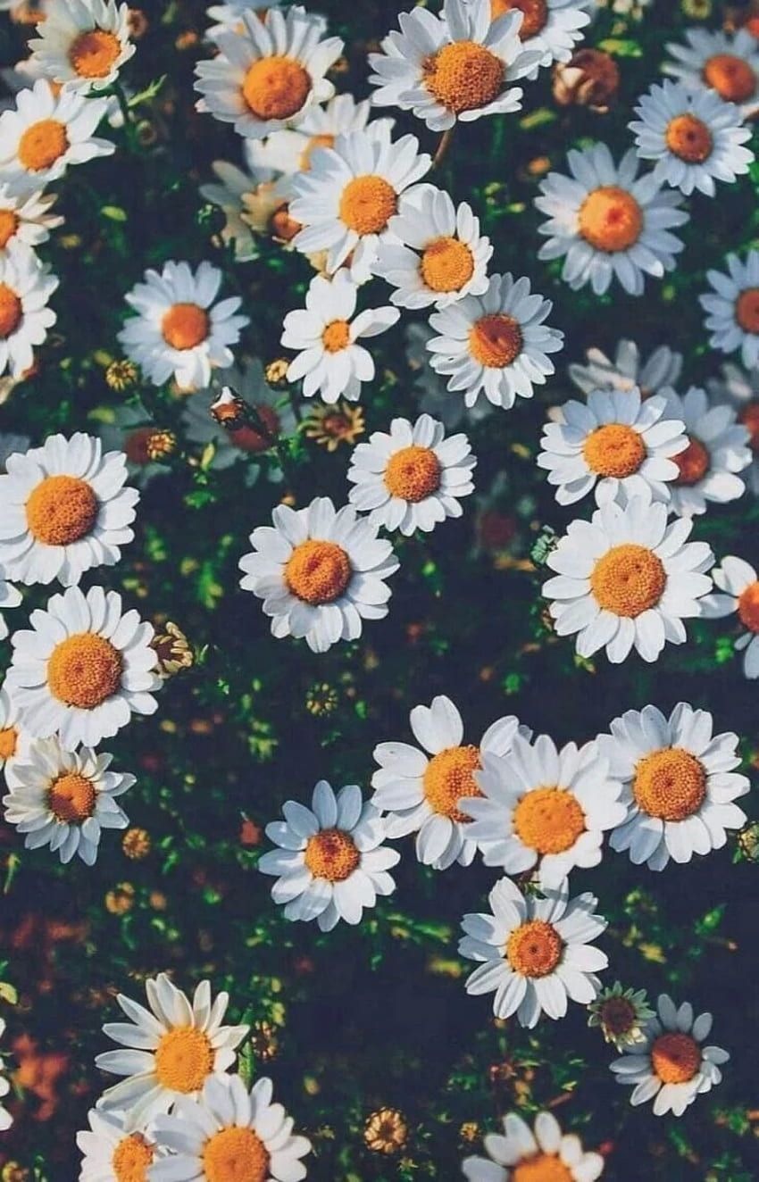 Gänseblümchen, Muster, Dunkelblauer Hintergrund, Blumenmuster, Weiße Blüten, Sperrbildschirm