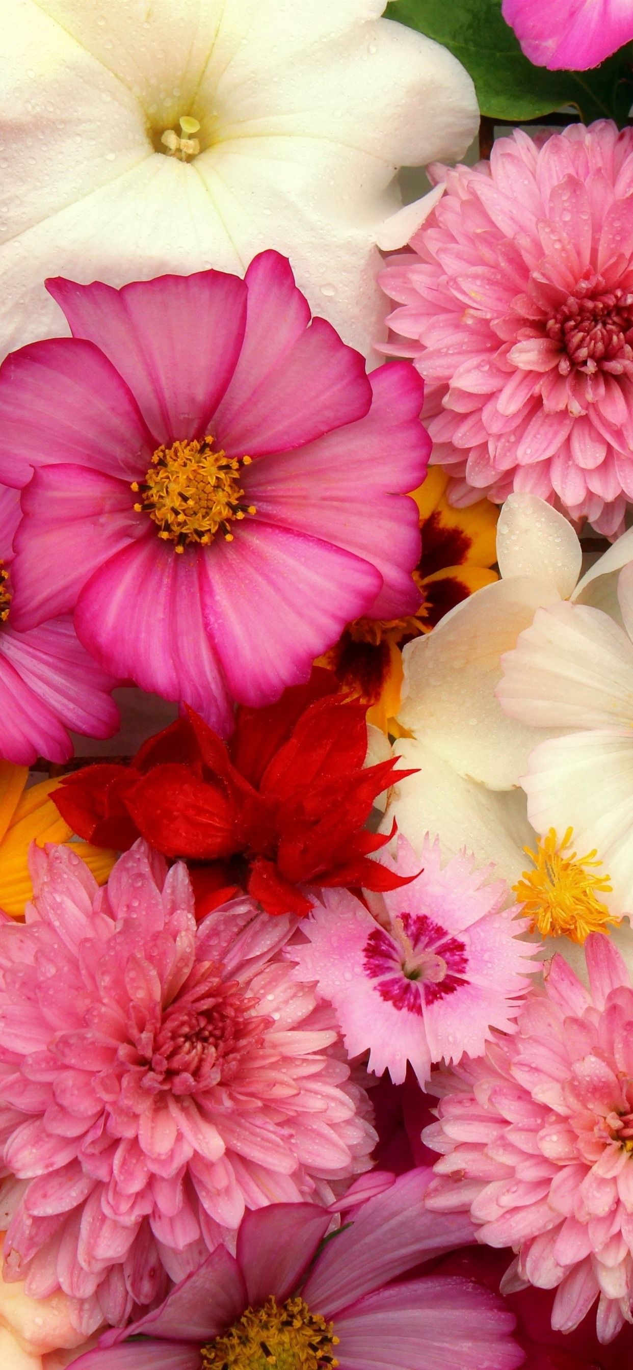 Gerbera, Chrysanthemen, Bunte Blüten, Pink, Blumenarrangement, 1242x2688, Handy-Hintergrund