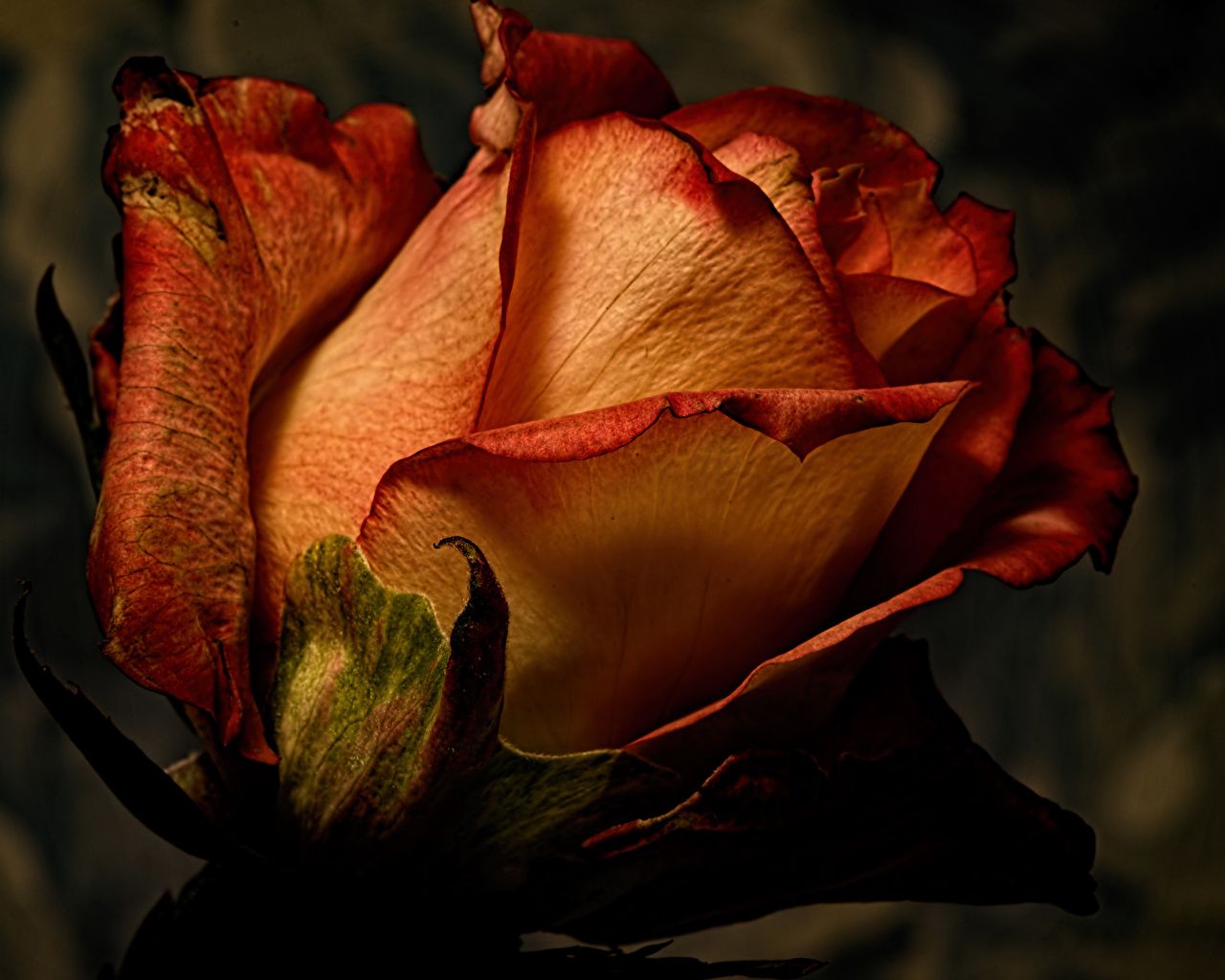Rose, Orange Rose, Dunkler Hintergrund, Nahaufnahme, Blütenblätter, HD Wallpaper