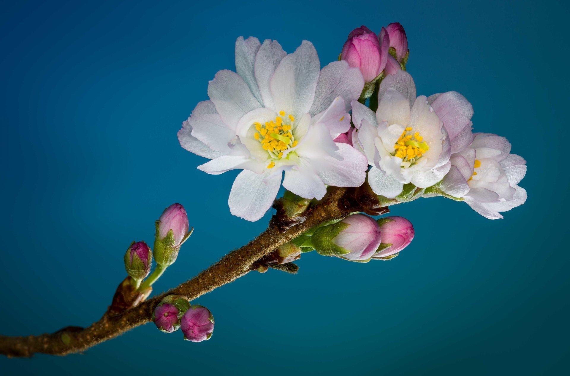 Kirschblüten, Weiße Blüten, Zweig, Blauer Hintergrund, Frühling, Full HD Wallpaper