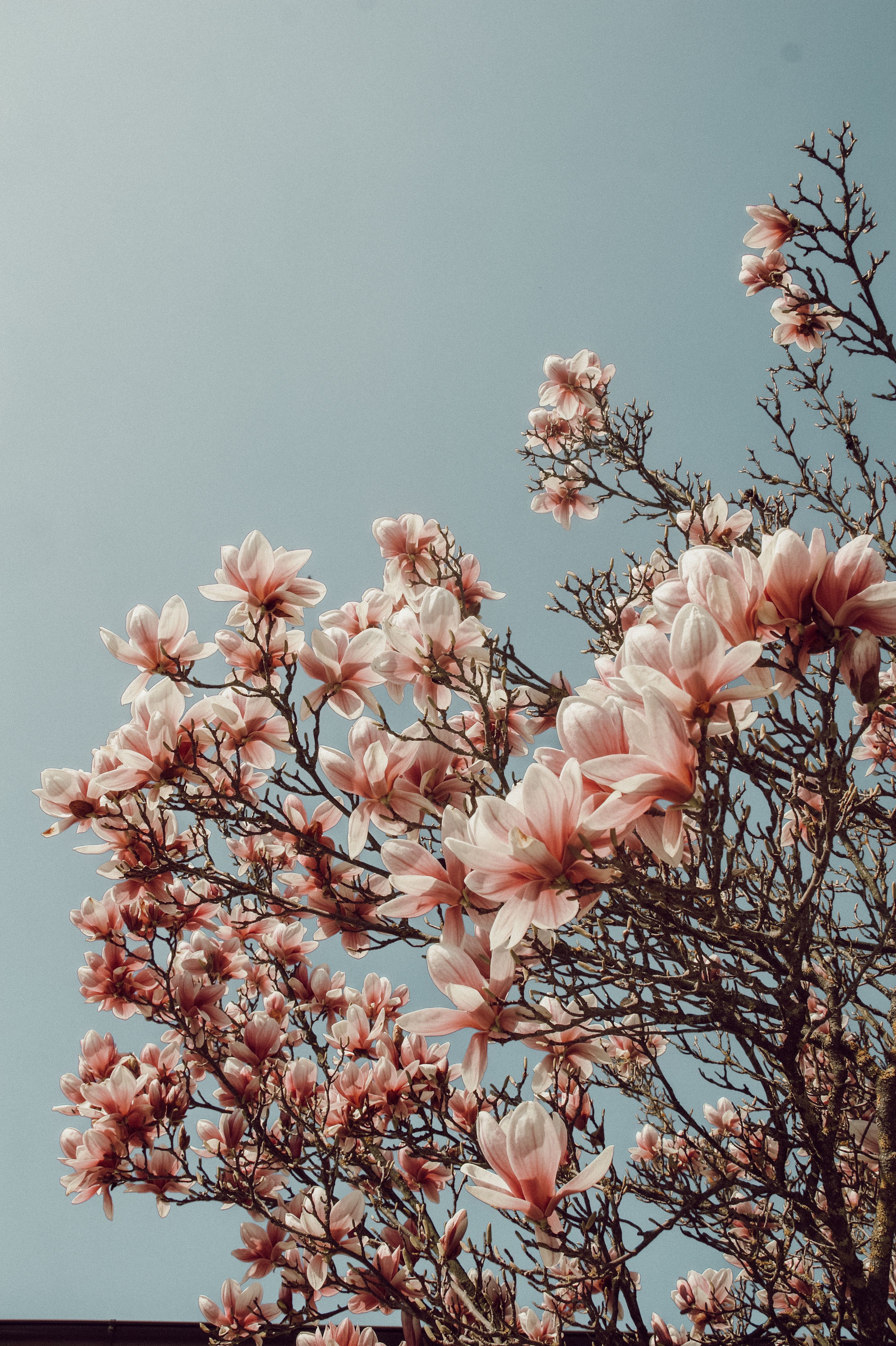 Magnolie, Blühender Baum, Grauer Himmel, Rosa Blüten, Minimalistisch, QHD+, Handy-Hintergrundbild