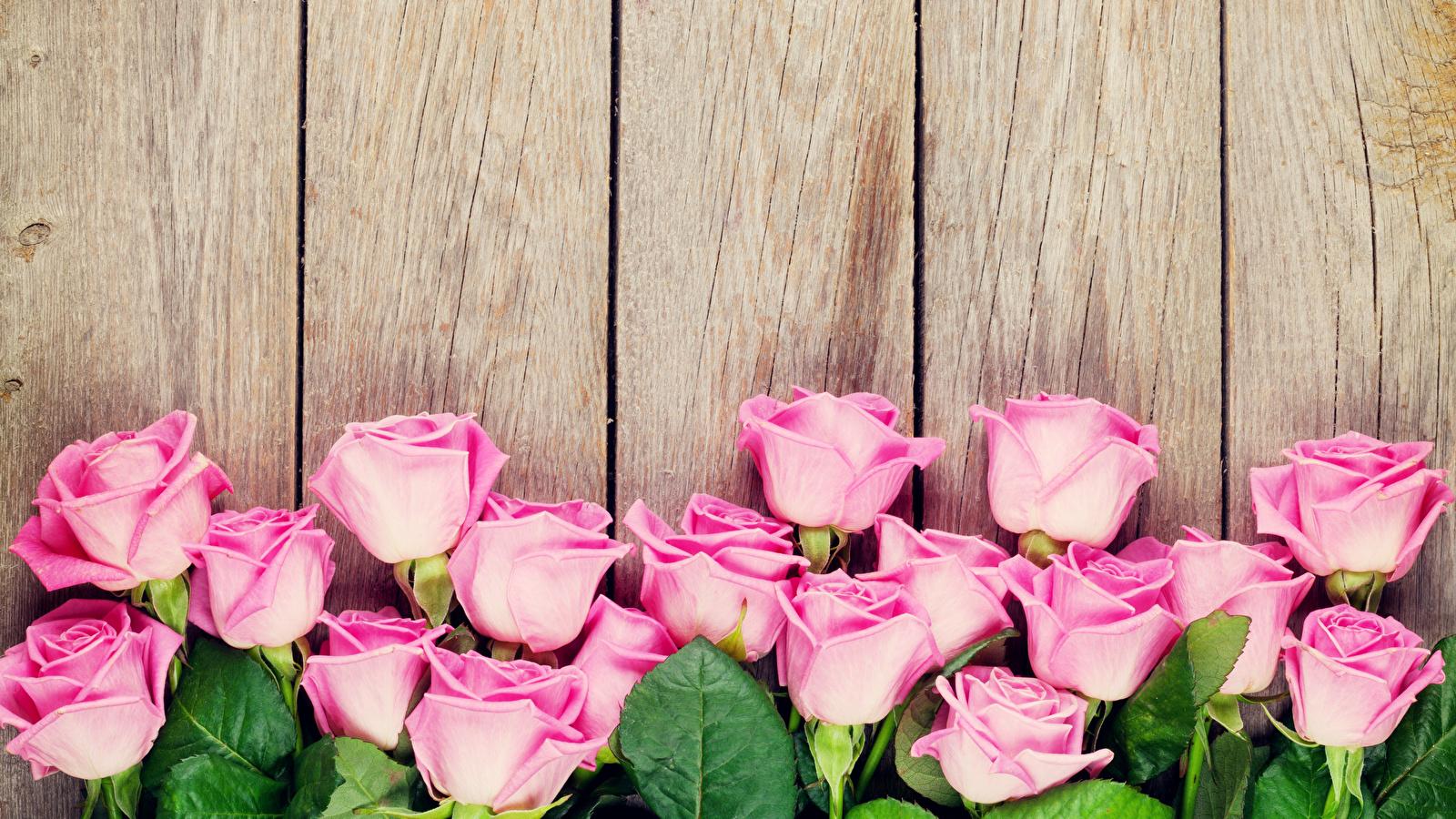 Rosen, Rosa Rosen, Holzwand, Holzbretter, Rustikal, HD, Desktop-Hintergrund für Windows