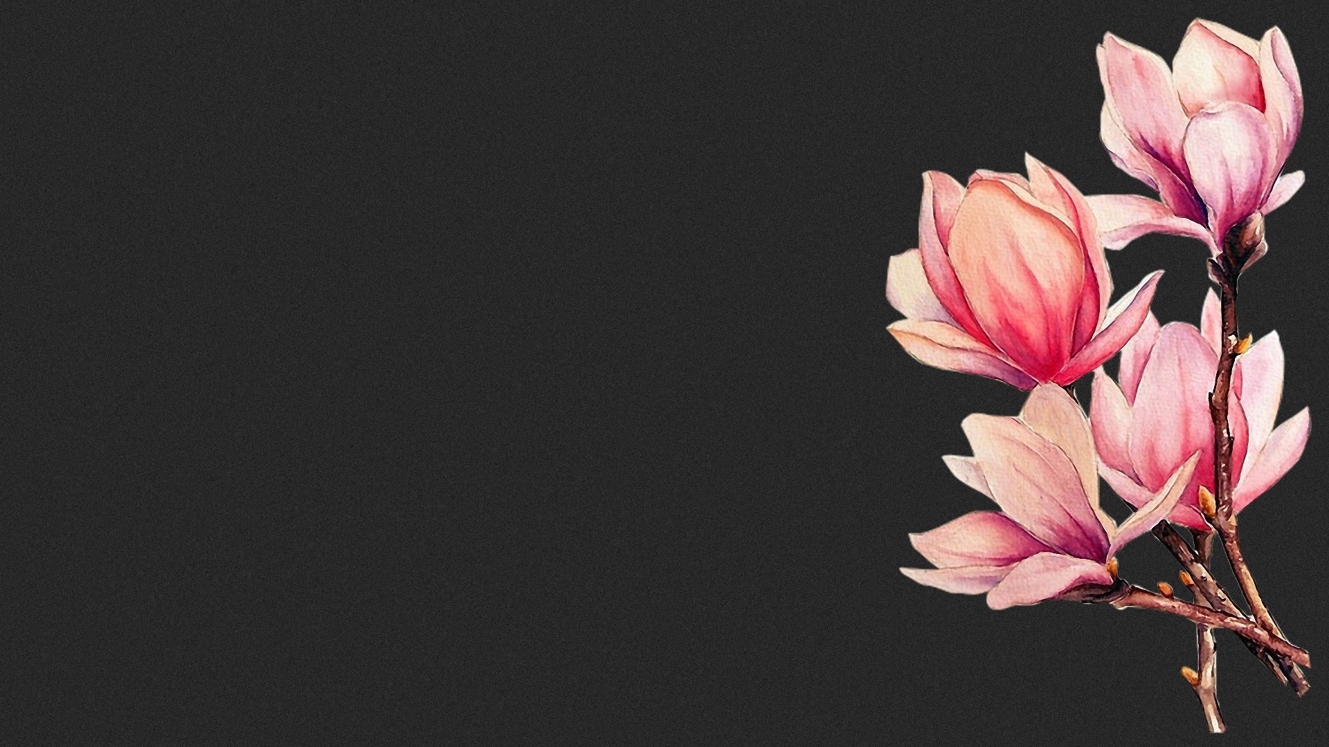 Magnolie, Rosa Blüten, Zweig, Dunkler Hintergrund, Minimalistisch, Full HD Wallpaper