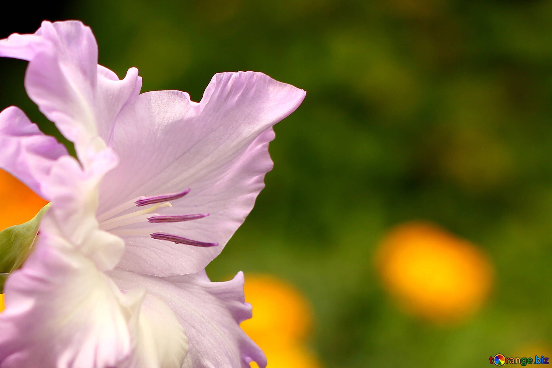 Gladiole, Lila Blüte, Nahaufnahme, Bokeh, Garten, Full HD, Desktop-Hintergrund für Windows