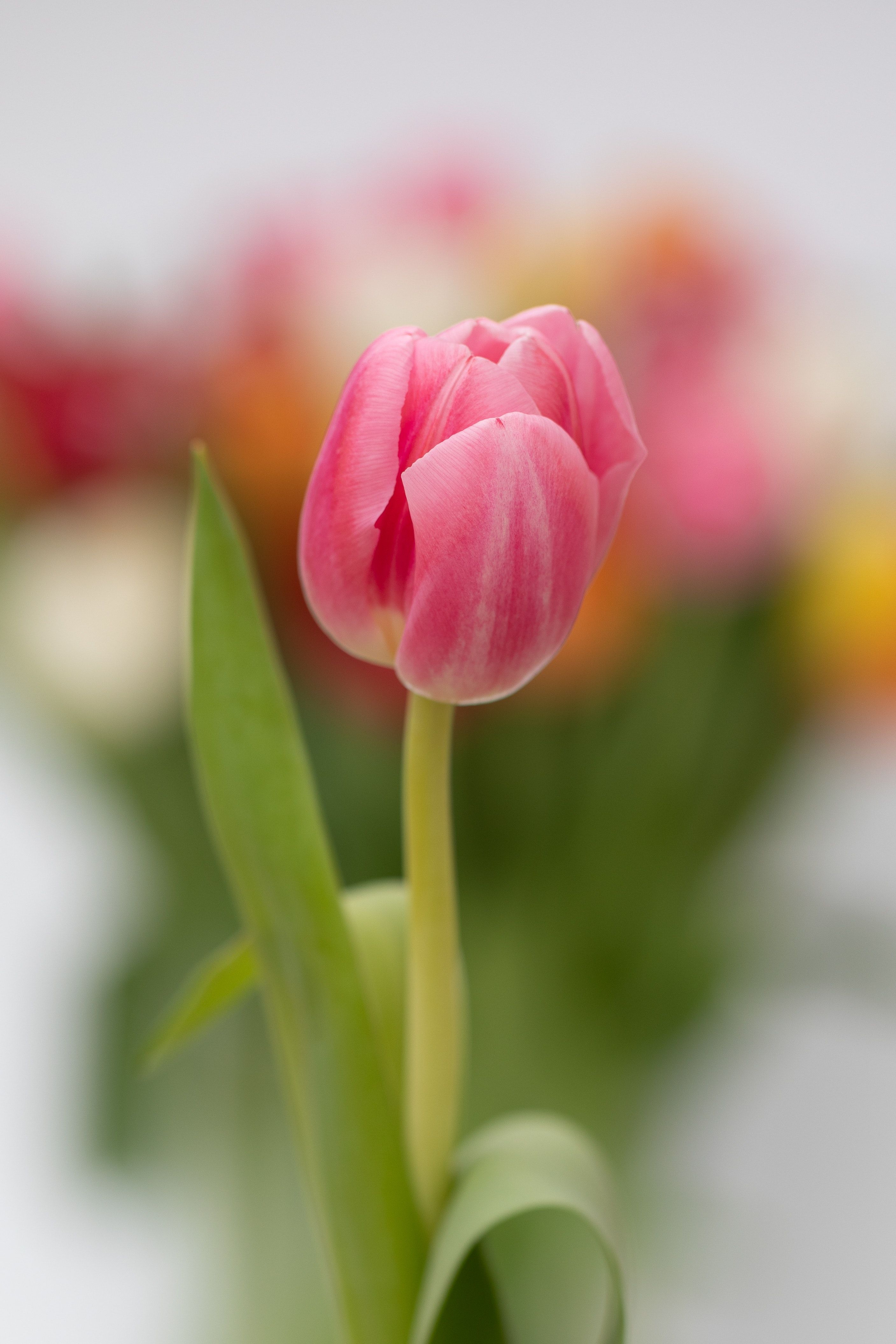 Tulpe, Rosa Tulpe, Bokeh, Frühling, Nahaufnahme, QHD+, Hintergrundbild fürs Tablet