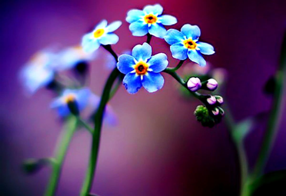 Vergissmeinnicht, Blaue Blüten, Lila Hintergrund, Makro, Bokeh, Wallpaper