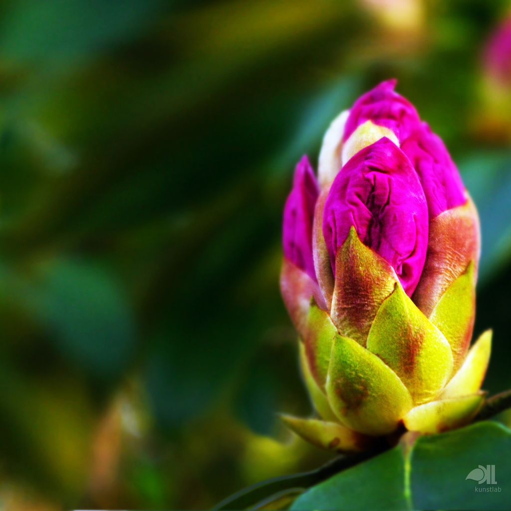 Rhododendron, Knospe, Pink, Makro, Grüner Hintergrund, Wallpaper