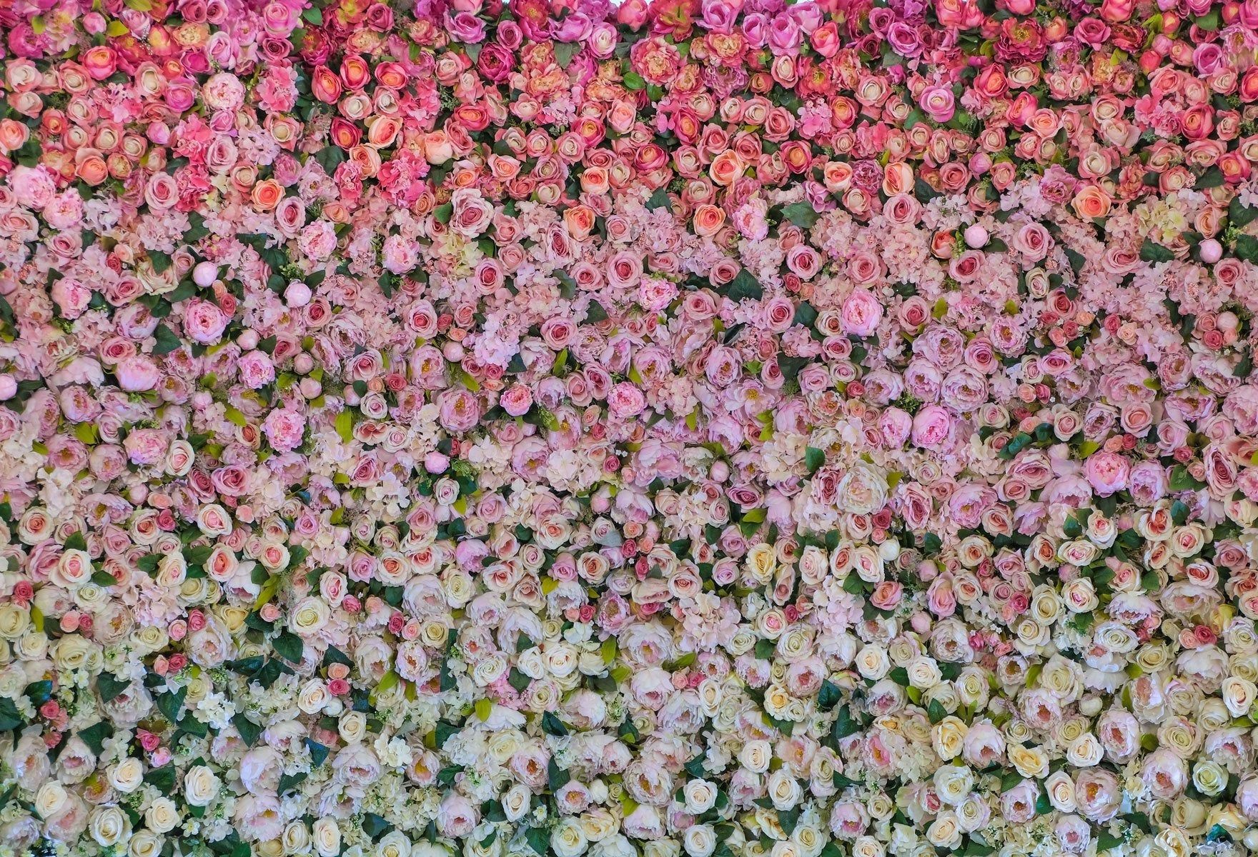 Rosen, Blütenteppich, Rosa und Weiß, Blumenwand, Muster, HD, Windows-Hintergrundbild