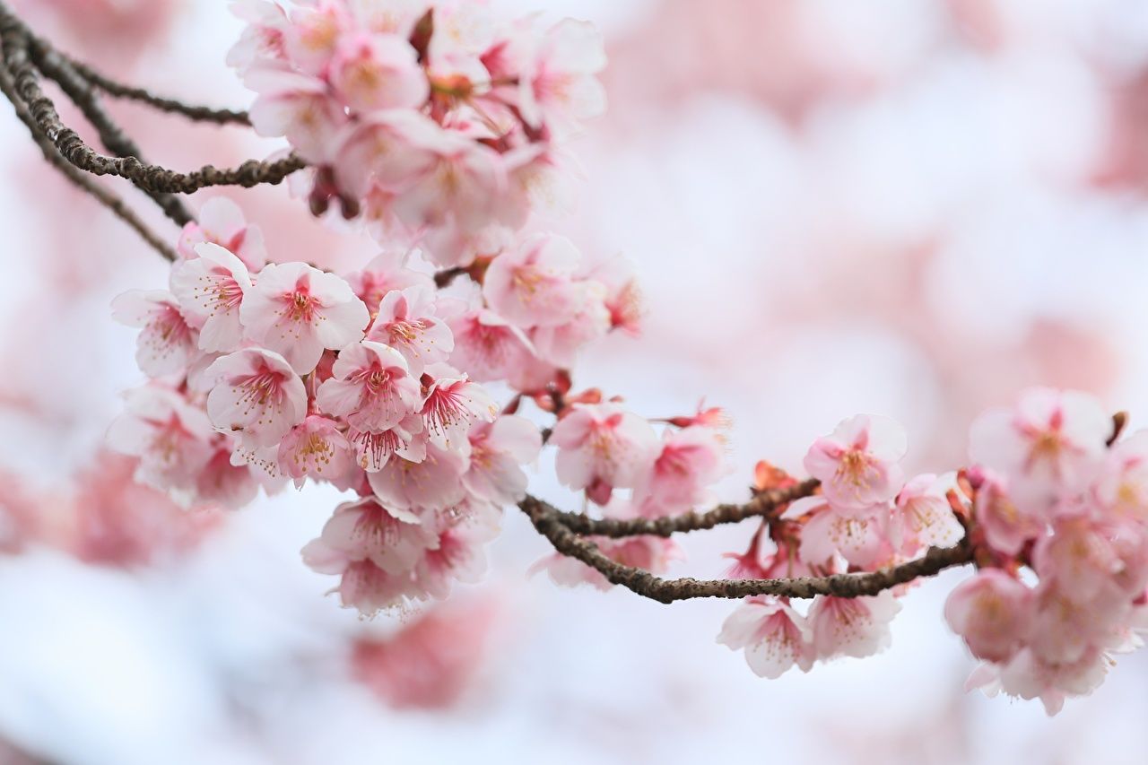 Kirschblüten, Sakura, Rosa Blüten, Zweig, Frühling, Bokeh, HD, PC-Hintergrundbild