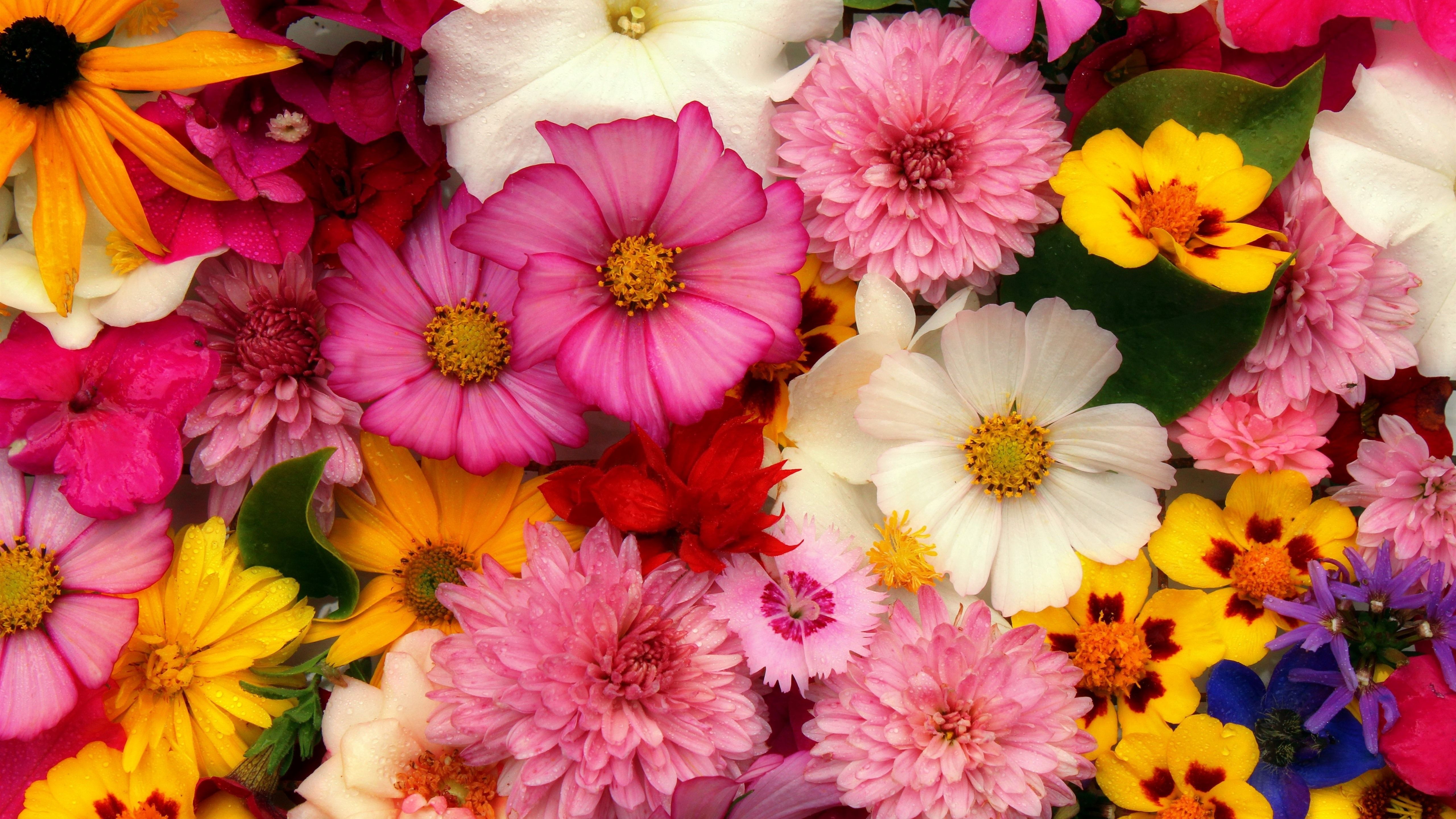 Gerbera, Chrysanthemen, Bunte Blüten, Blumenmeer, Leuchtende Farben, 5K-Hintergrundbild für PC