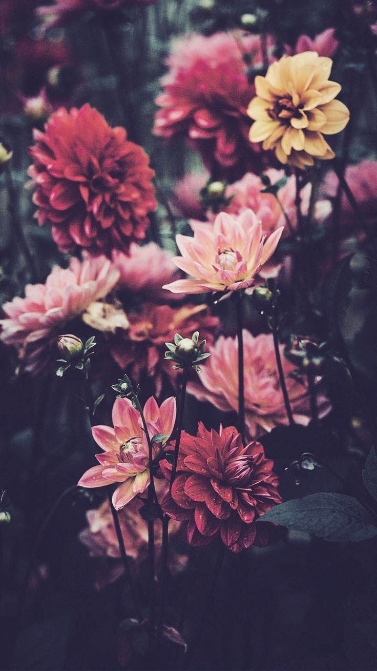 Dahlien, Blumengarten, Dunkle Stimmung, Vintage, Rosa Blüten, HD, Handy-Hintergrundbild