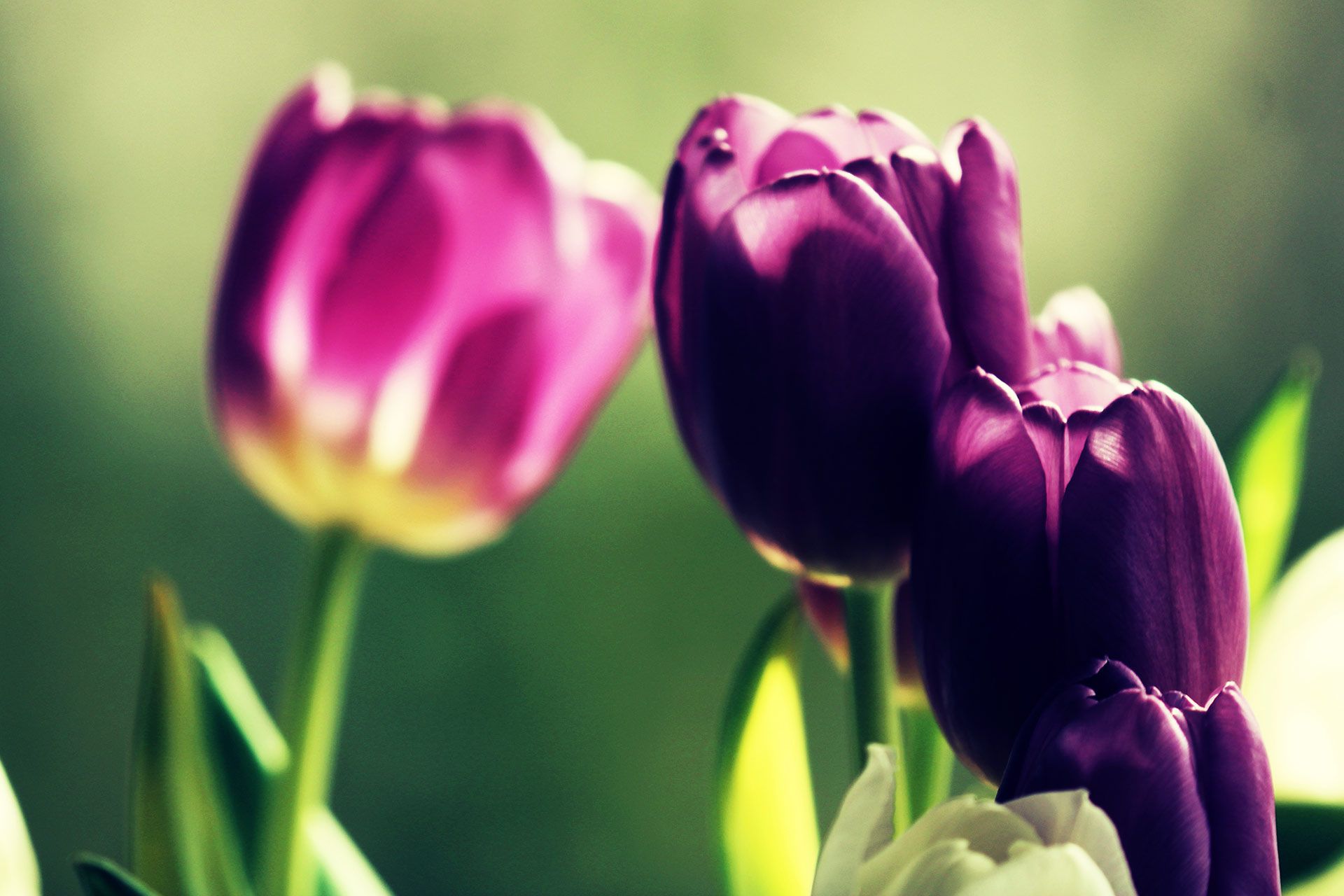 Tulpen, Lila Tulpen, Frühling, Bokeh, Grüner Hintergrund, Full HD Wallpaper