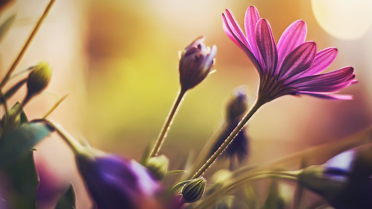 Kapkörbchen, Lila Blüte, Knospen, Bokeh, Sonnenlicht, Hintergrund