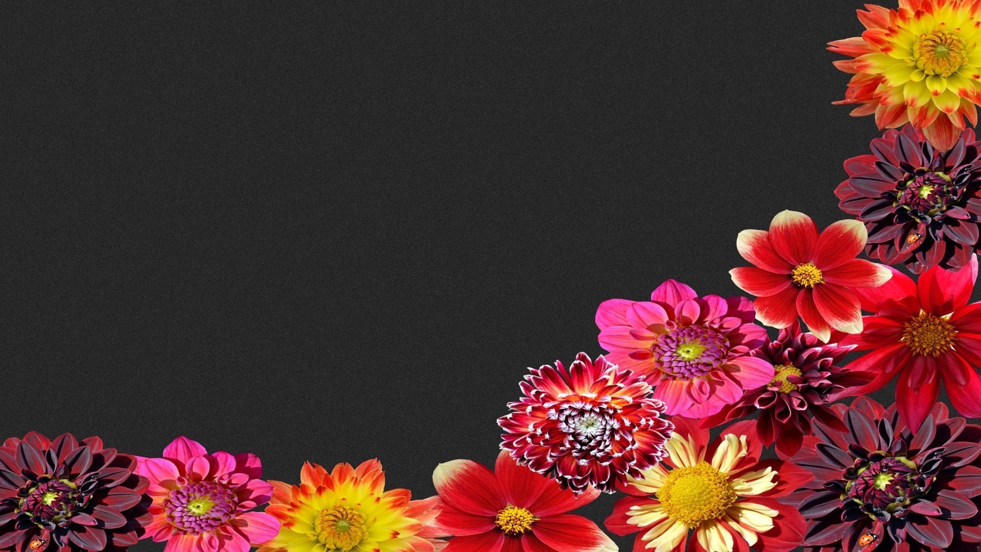 Dahlien, Gerbera, Blumenranke, Dunkler Hintergrund, Rot und Orange, Full HD Wallpaper